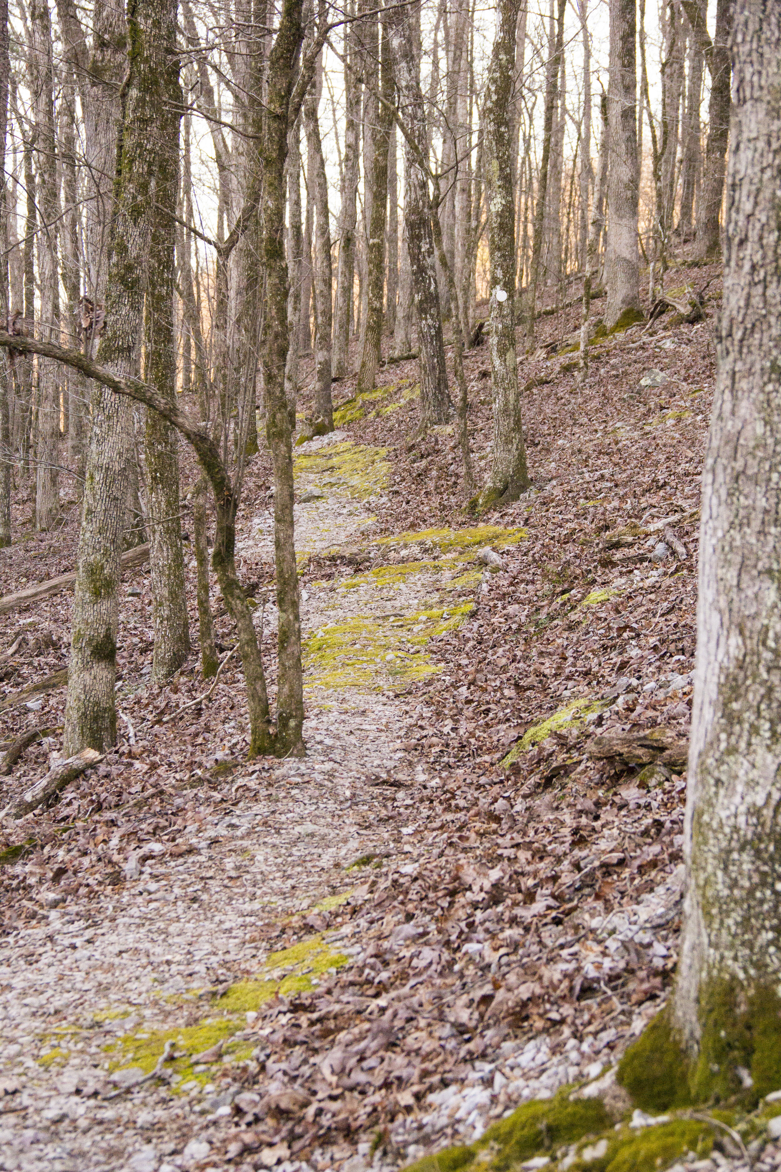 IMG_7528p.jpg