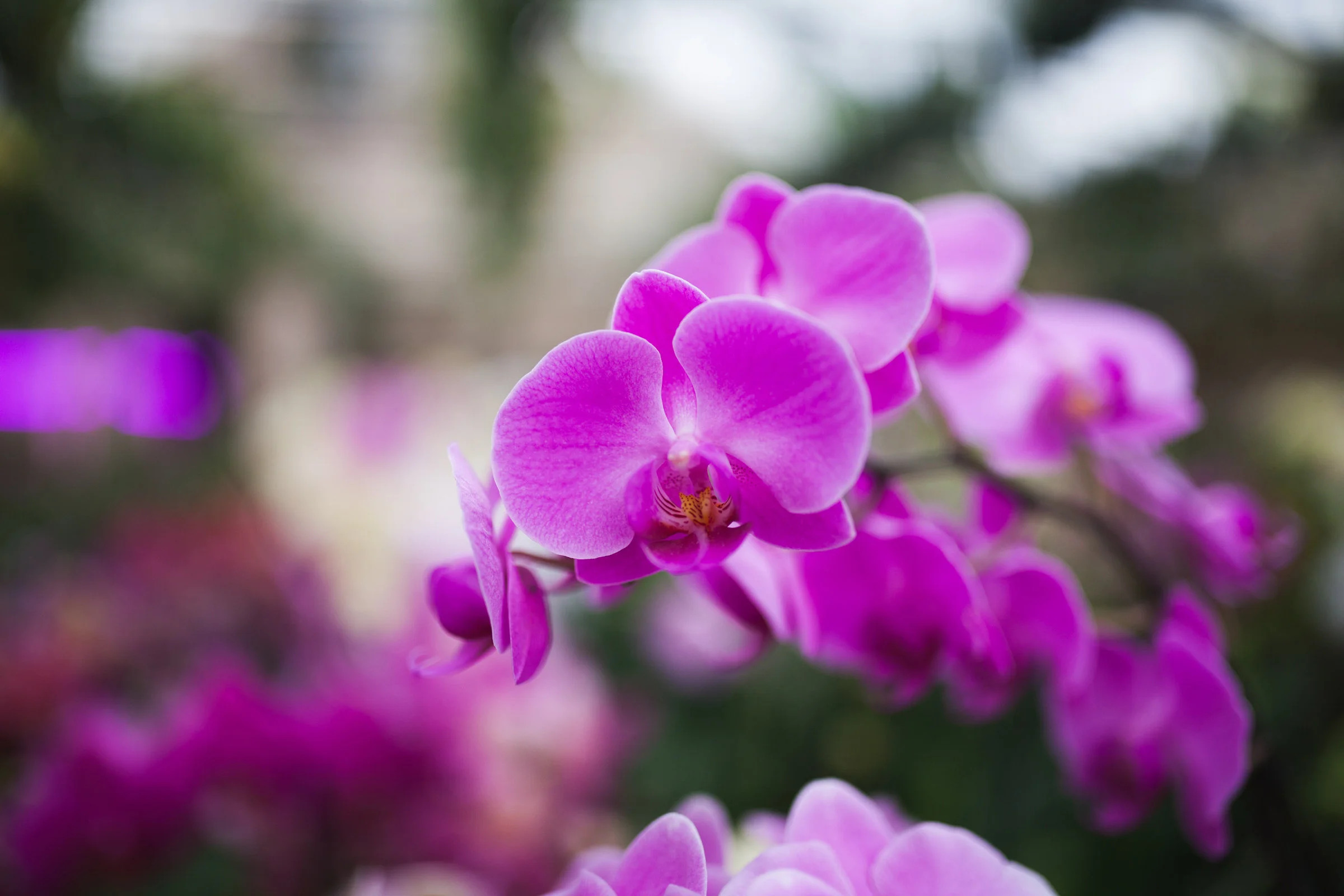 Orchid Farm-Jan-2018-0002.jpg