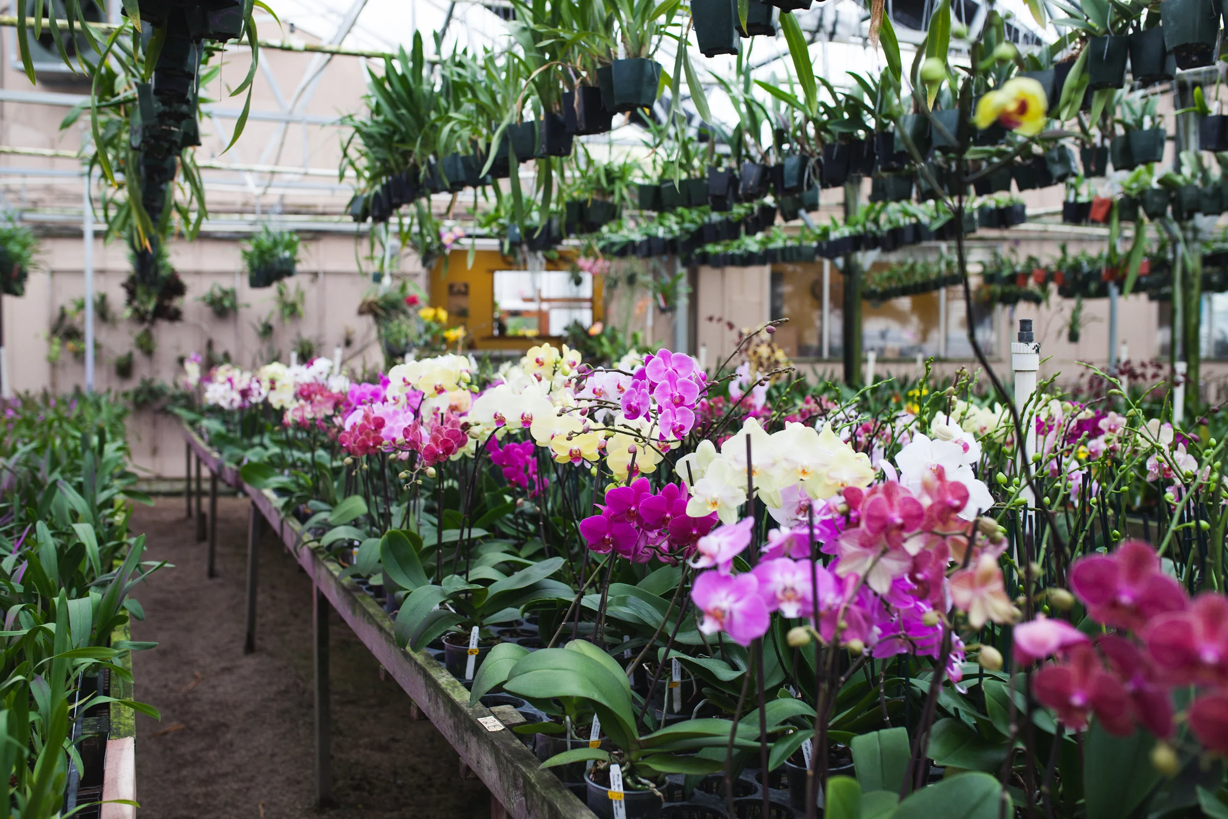 Orchid Farm-Jan-2018-0006.jpg