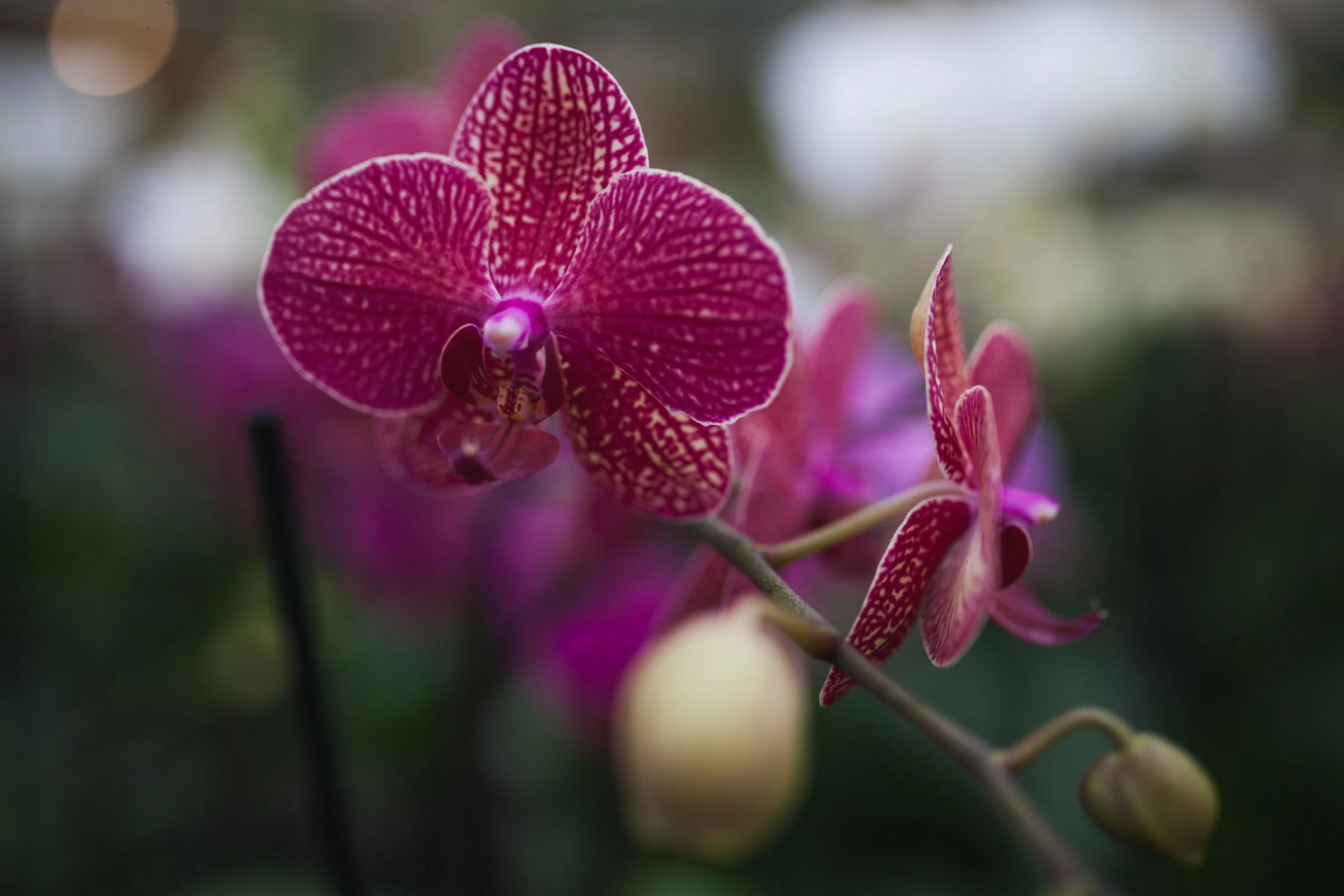 Orchid Farm-Jan-2018-0013.jpg