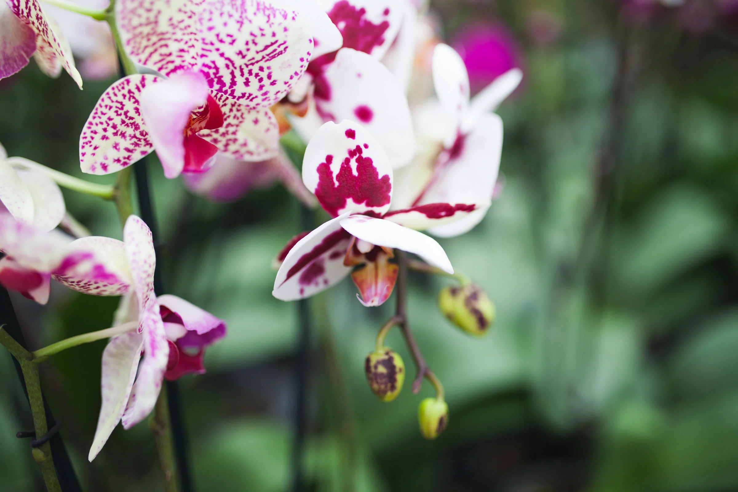 Orchid Farm-Jan-2018-0014.jpg