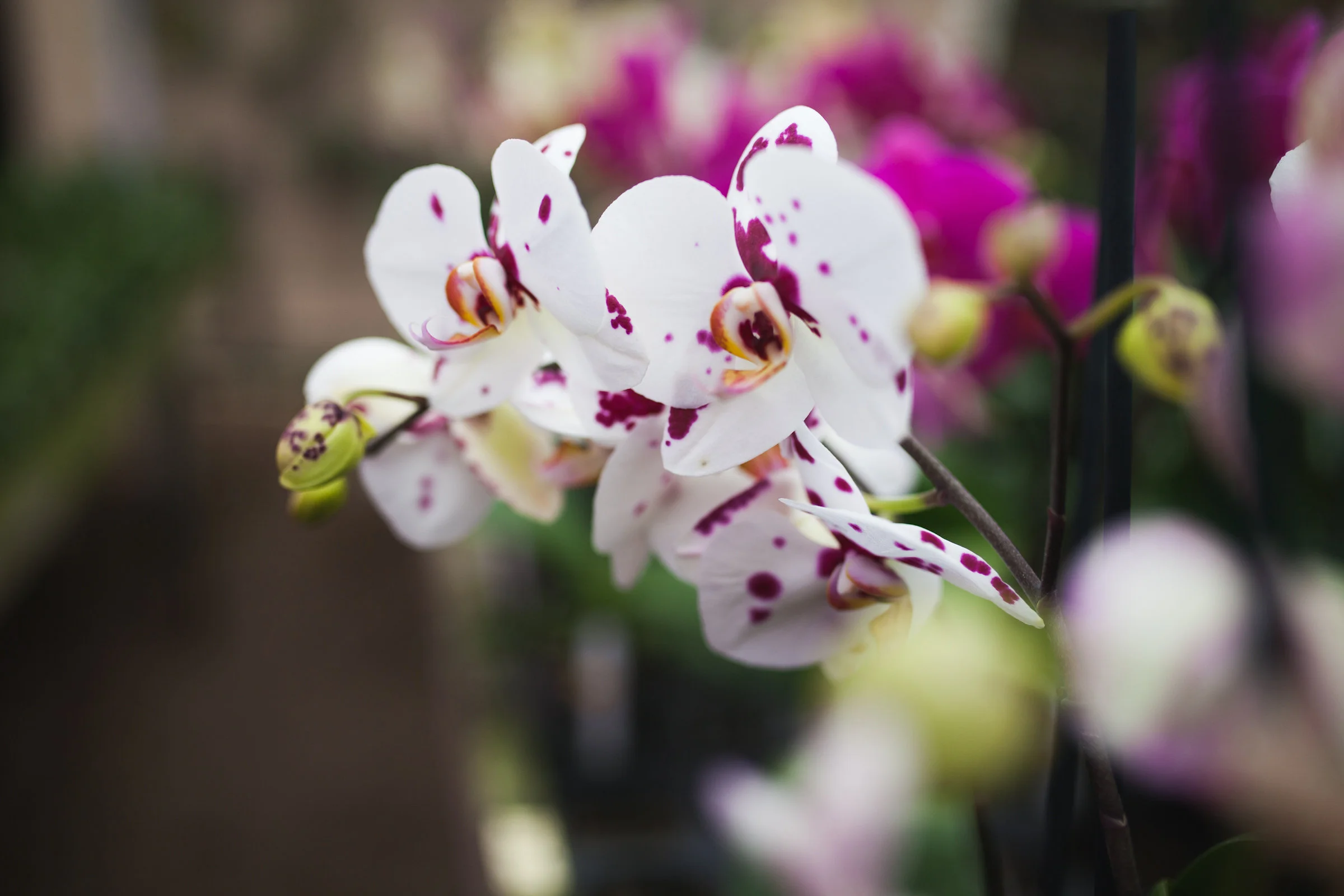 Orchid Farm-Jan-2018-0015.jpg