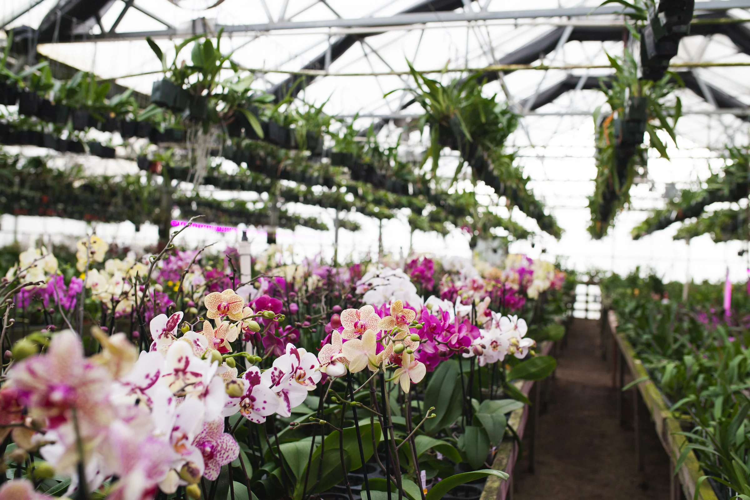 Orchid Farm-Jan-2018-0019.jpg