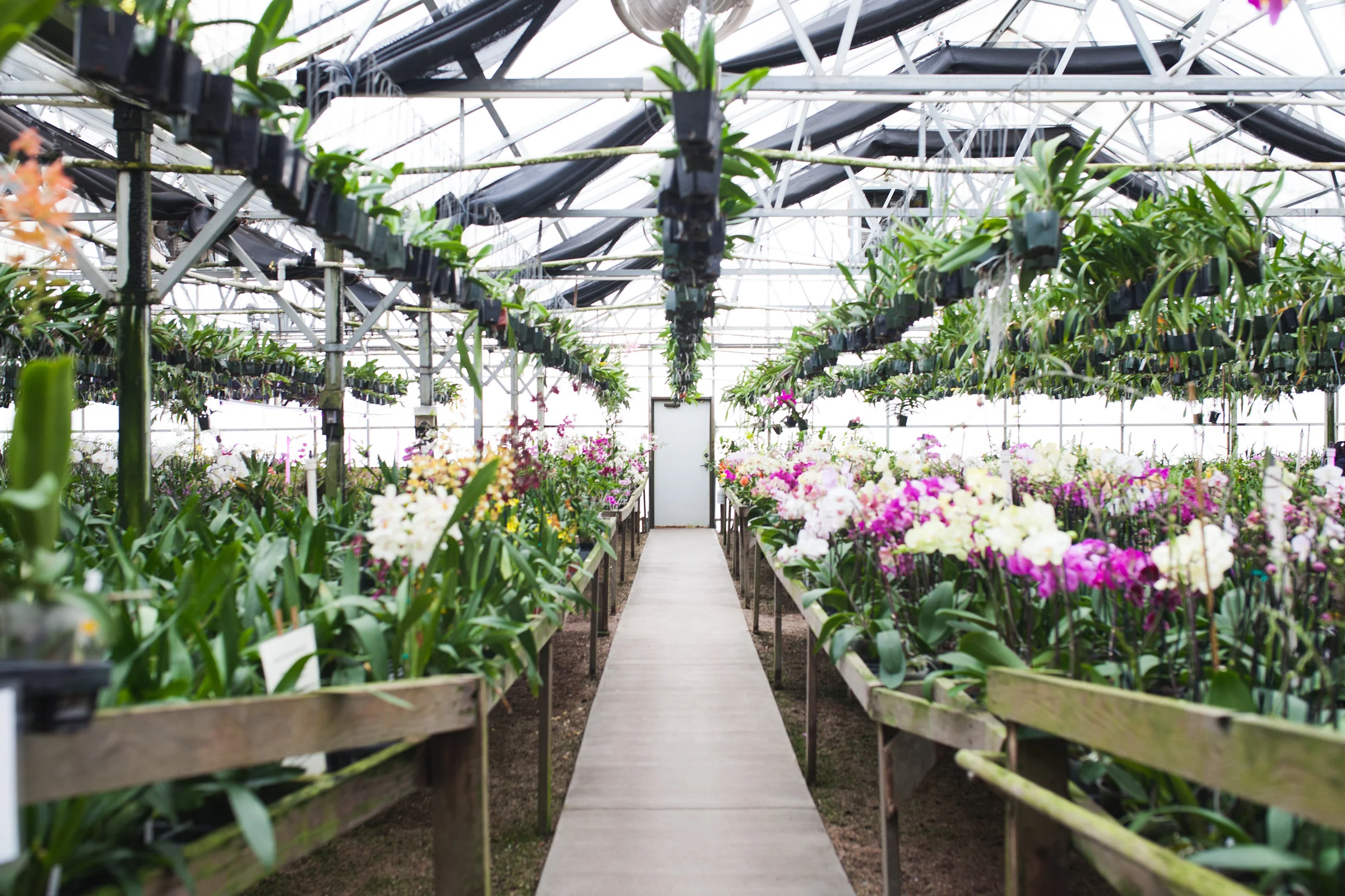 Orchid Farm-Jan-2018-0020.jpg