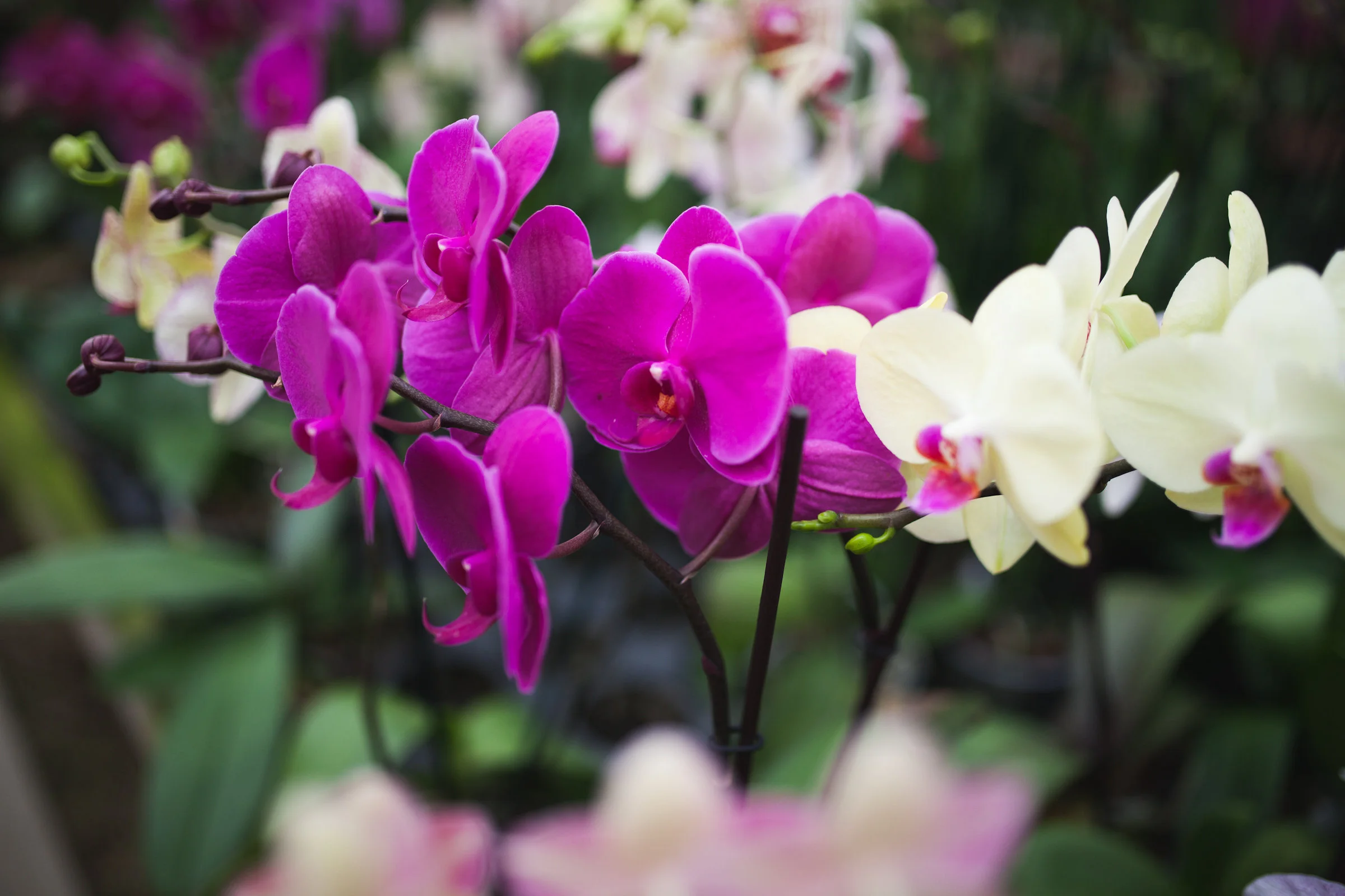 Orchid Farm-Jan-2018-0027.jpg