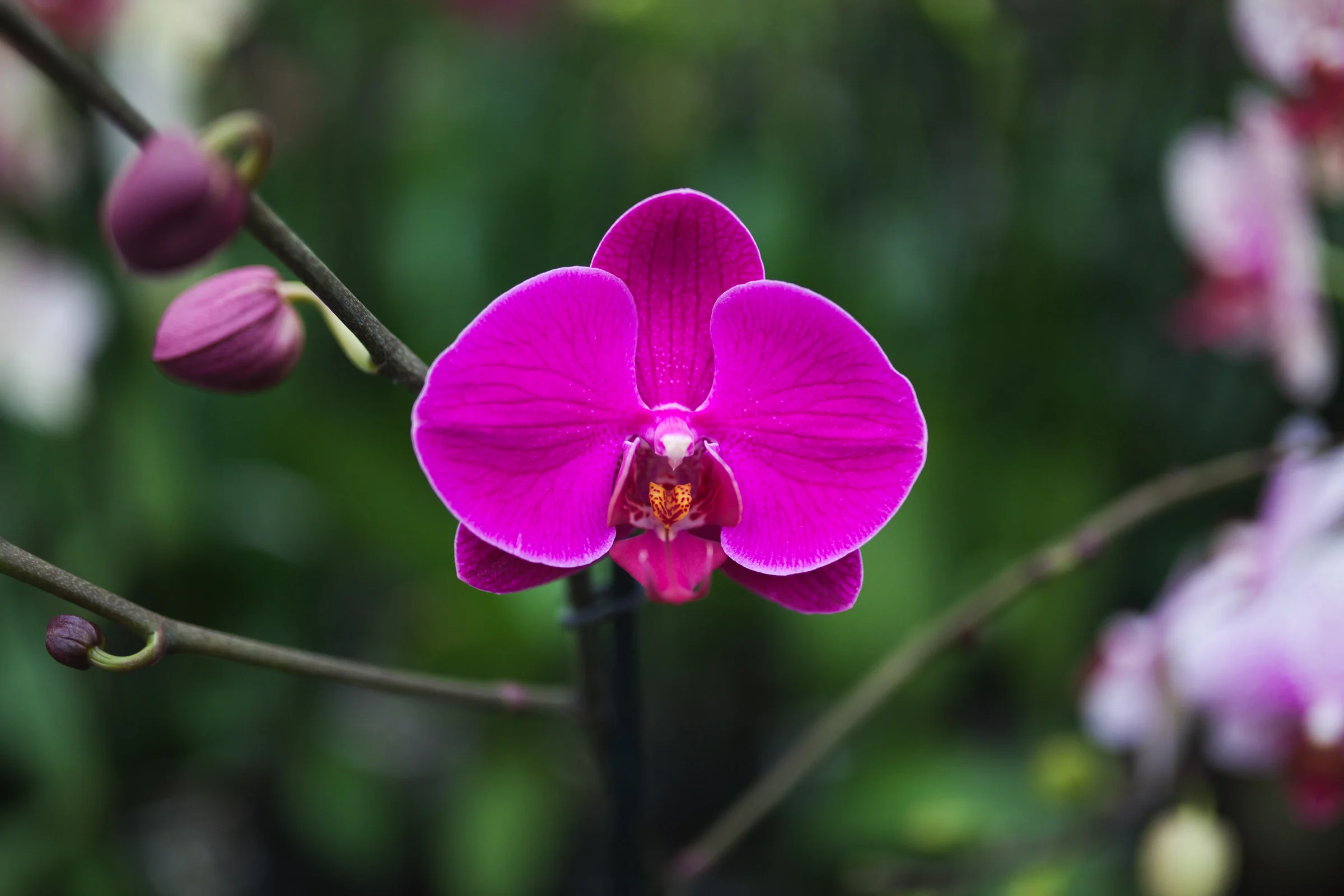 Orchid Farm-Jan-2018-0028.jpg