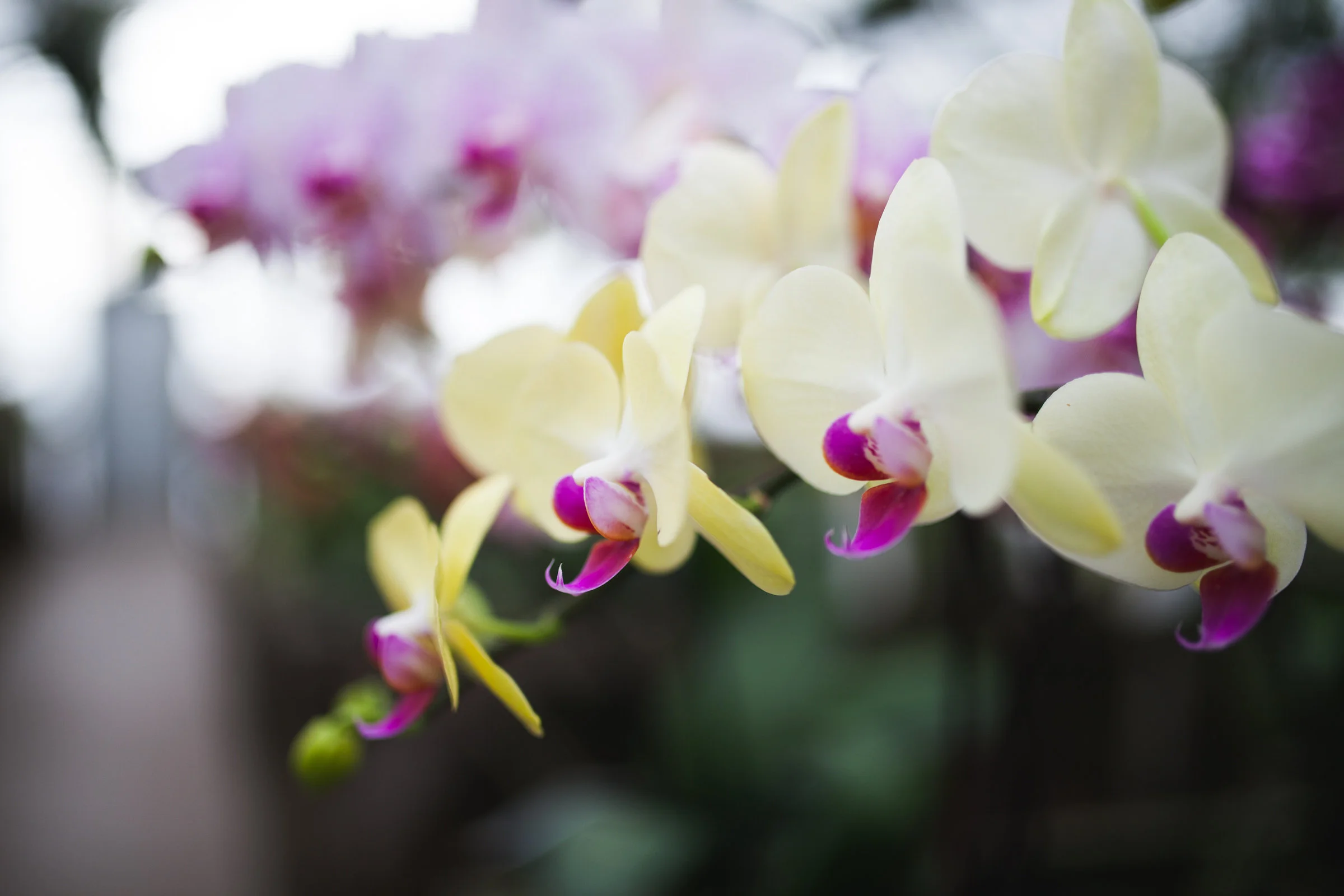 Orchid Farm-Jan-2018-0033.jpg