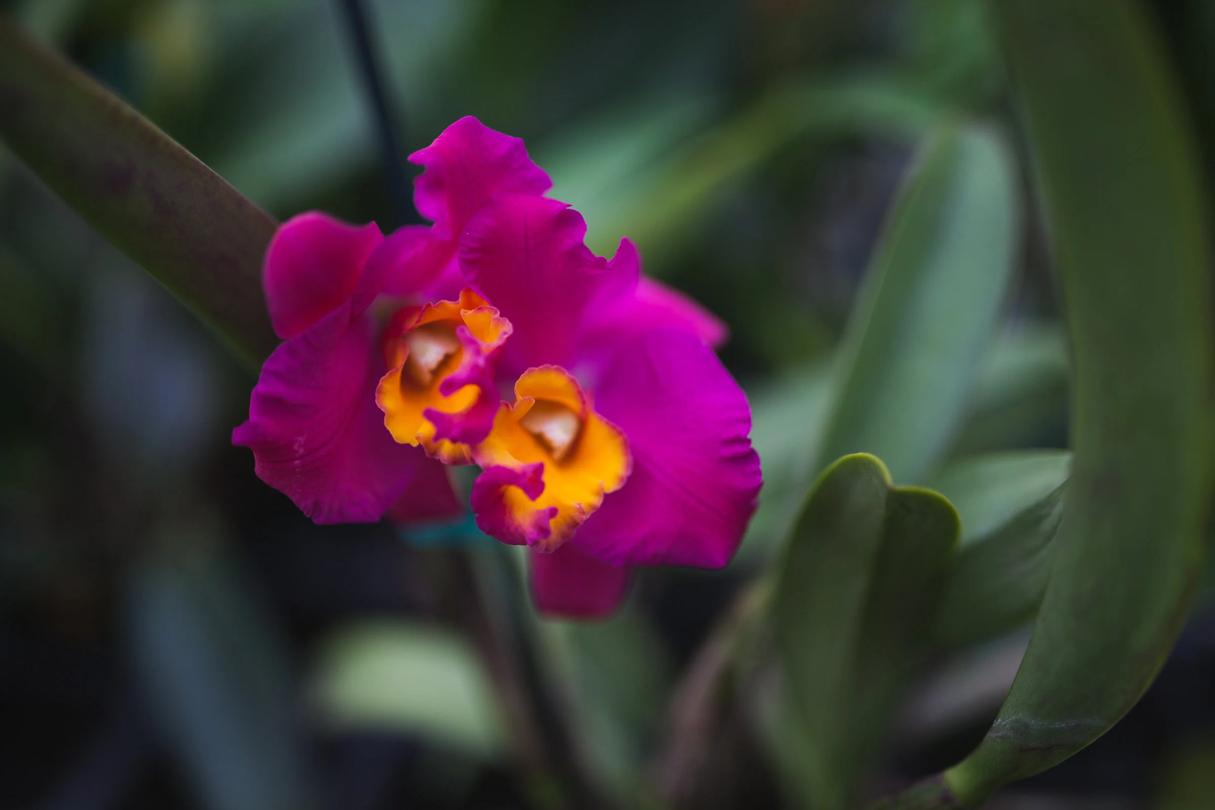 Orchid Farm-Jan-2018-0035.jpg