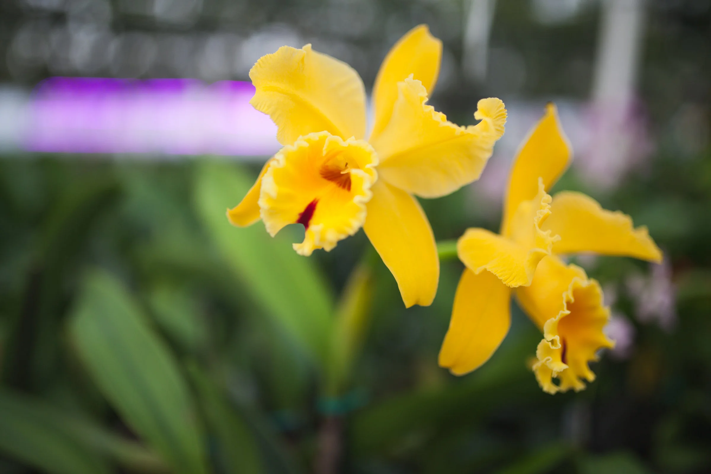 Orchid Farm-Jan-2018-0036.jpg