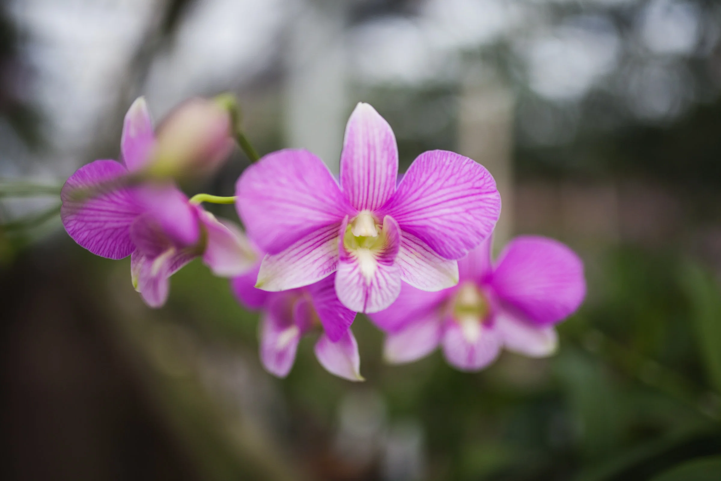 Orchid Farm-Jan-2018-0063.jpg