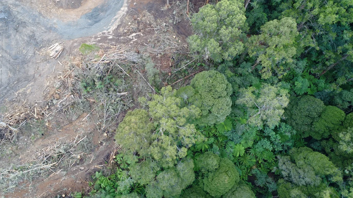 Protecting forest.jpg