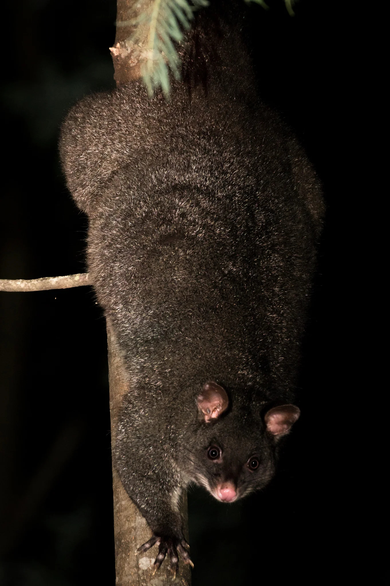 Mountain Brushtail Possum