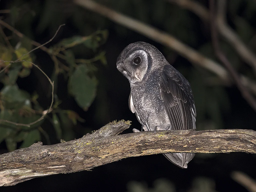 Sooty Owl