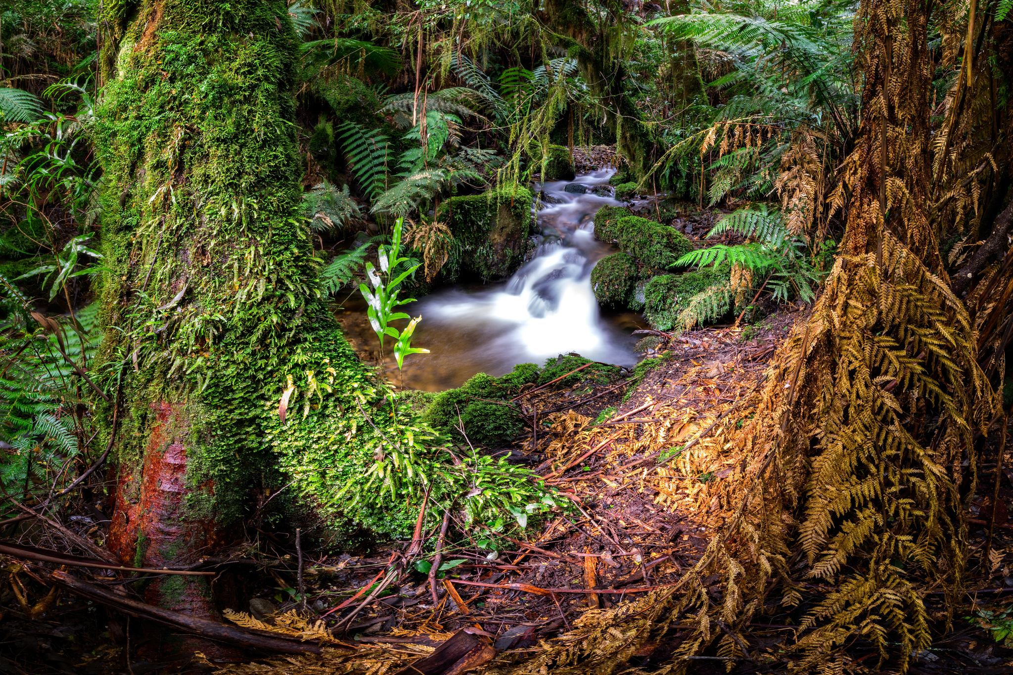 Mountain Stream