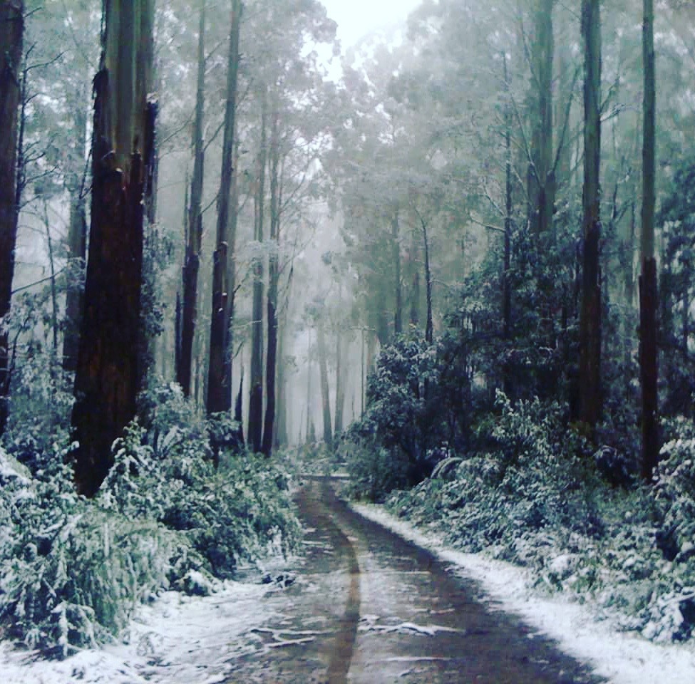 Toolangi Snowfall.jpg