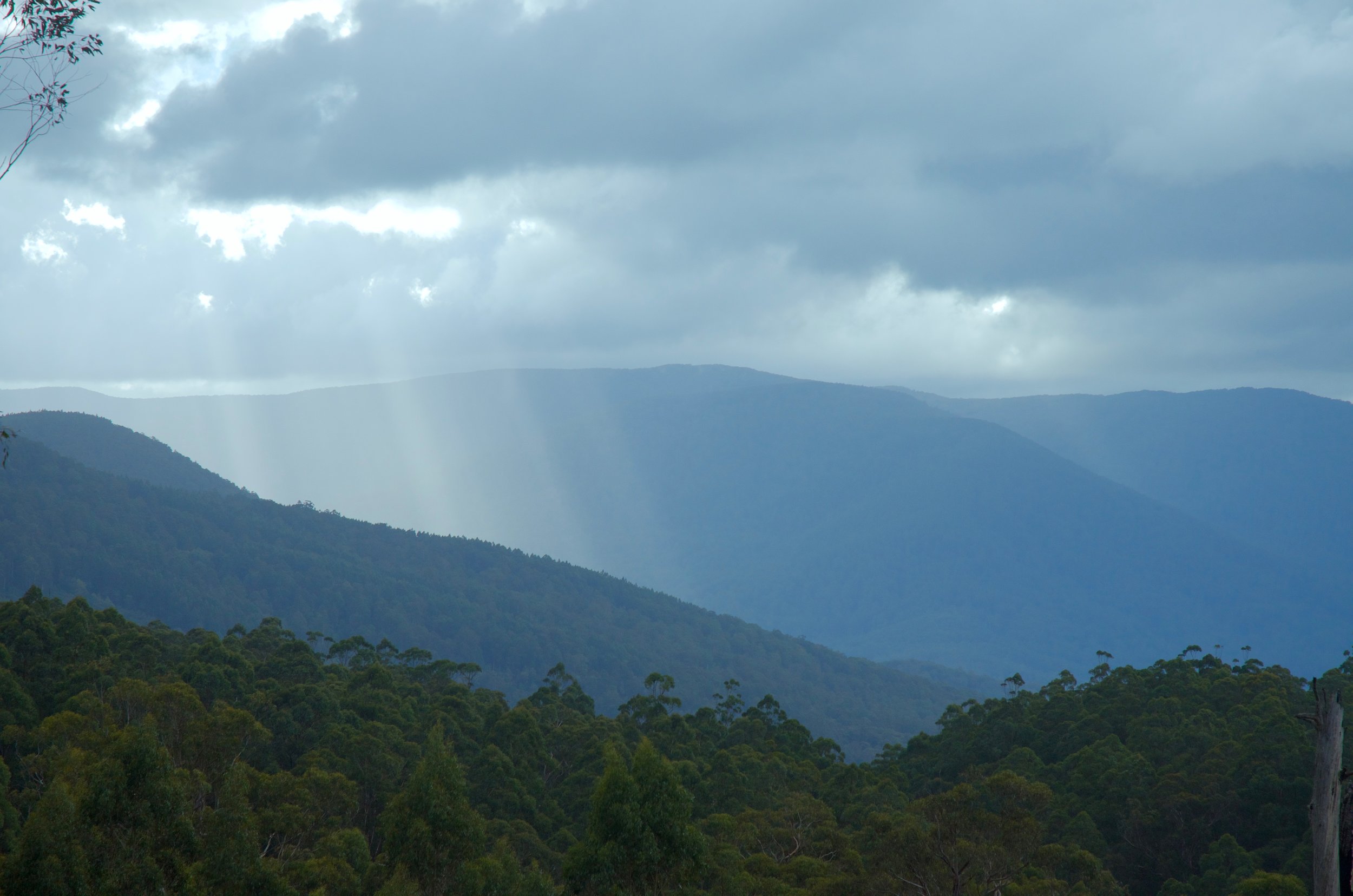 Yarra State Forest.jpg