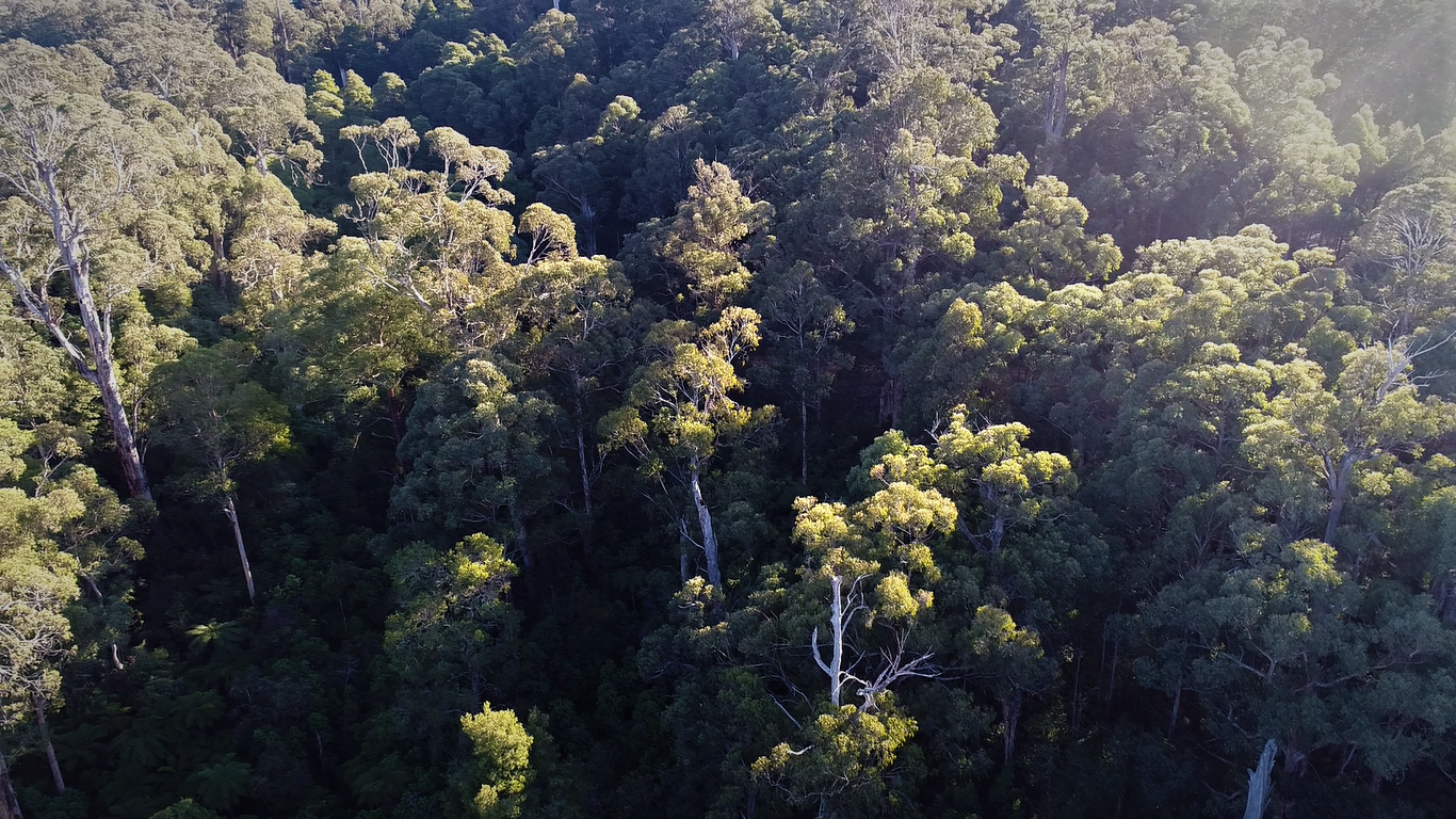 Above: Drone footage of one of the coupes on the chopping block.