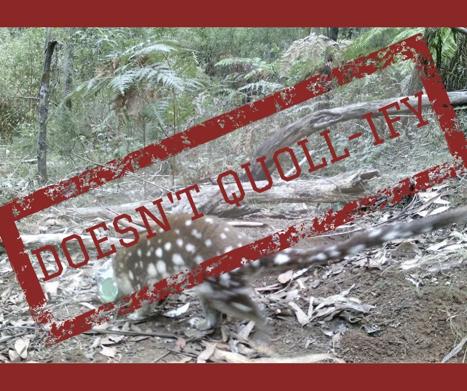 No protection for a rare Spotted-Tailed Quoll in the forest of Mt Baw Baw. Quoll photo courtesy of Milan Stupar.