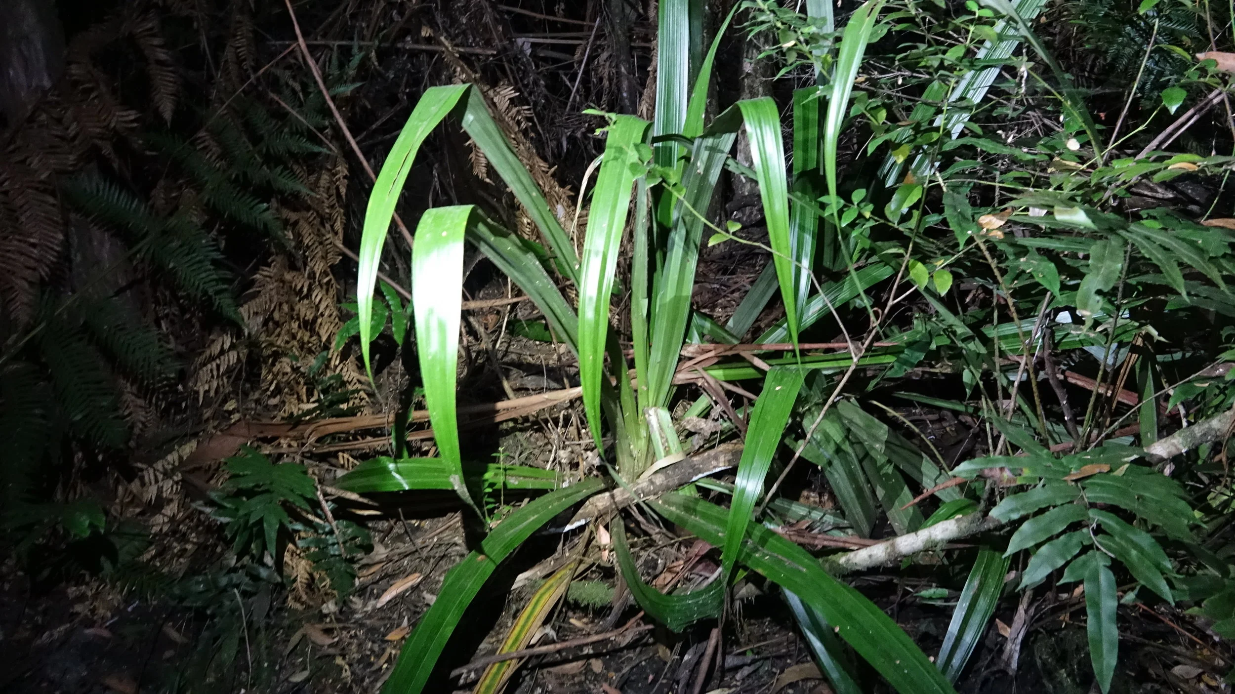 The rare lily that citizen scientists found in an active logging coupe near Powelltown