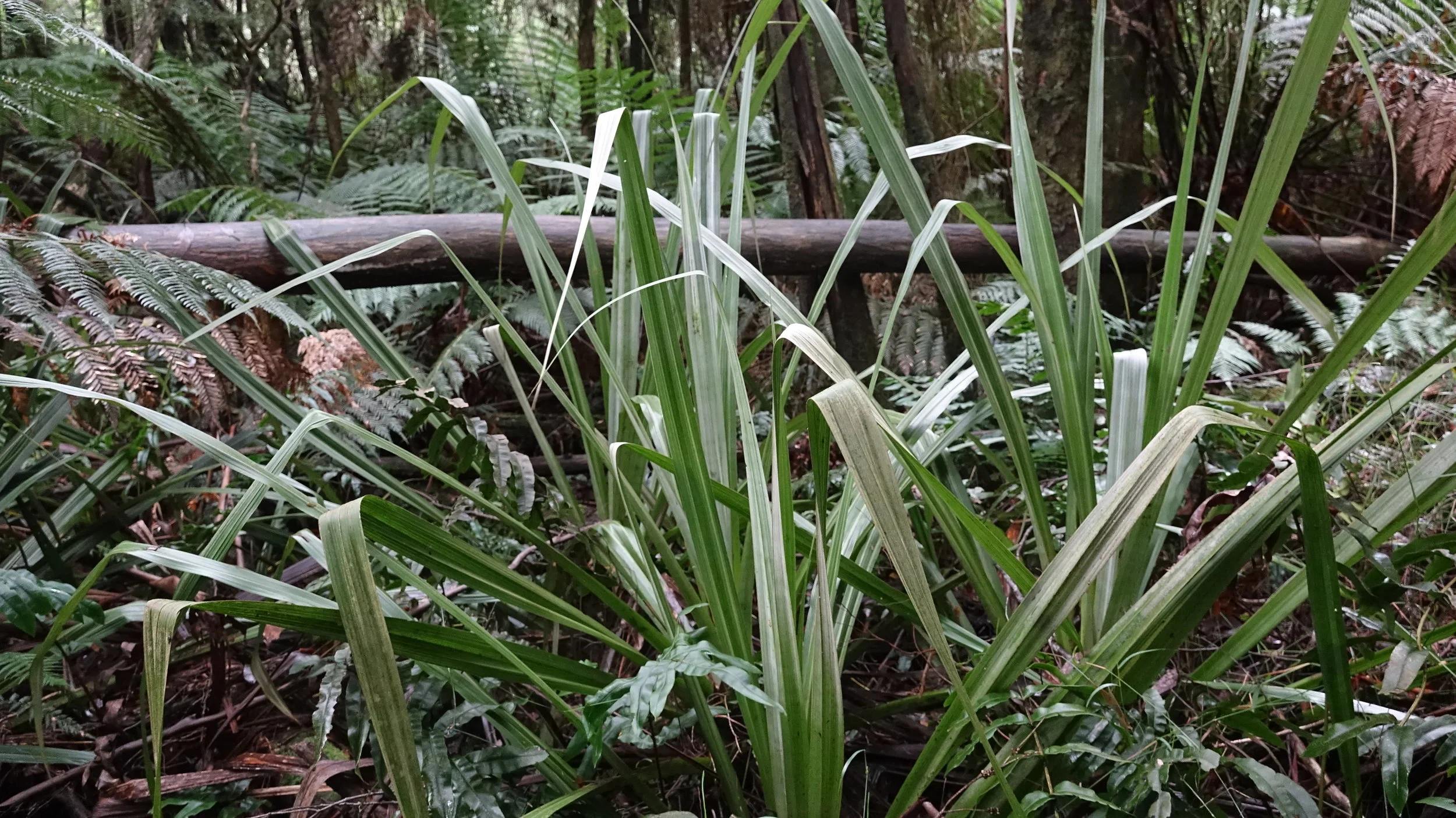 The Tall Astelia Lily is listed as Vulnerable under the  Environment Protection and Biodiversity Conservation Act 1999 (Cth)