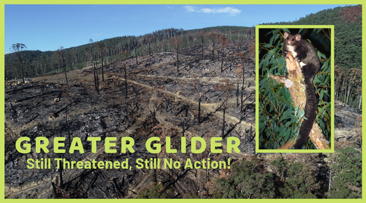 Greater glider still threatened still no action