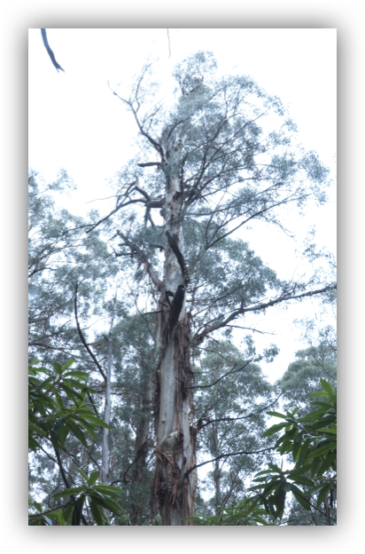 Hollow-bearing Mountain Ash tree within the Murrindindi logging coupe