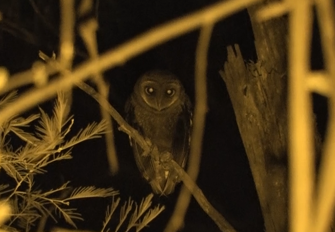 Greater Sooty Owl ( Tyto tenebricosa )