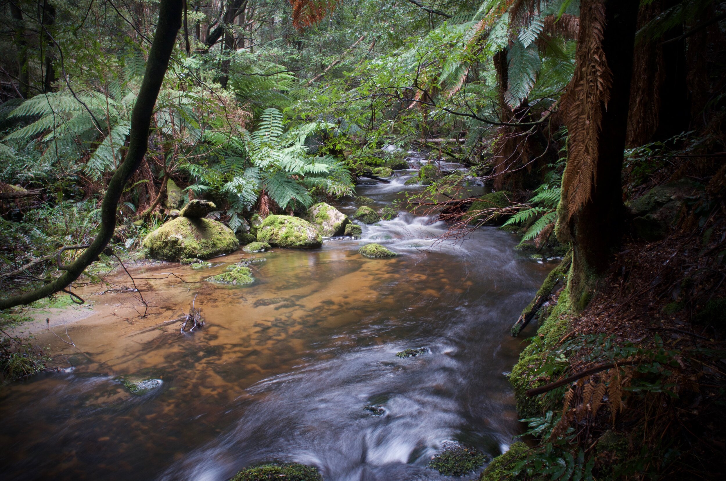 Koala Creek.jpg