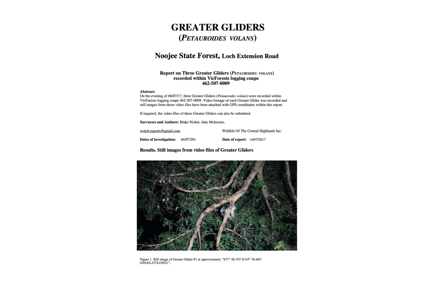 Greater Glider Detection Report – 462-507-0009 'Jakop'
