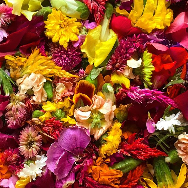 I love β€οΈ Edible flowers πΌ from @freshoriginsmicrogreens π
they are beautiful on everything from desserts, to salads and even your main course. #love #gratitude #edible #flowers #privatechef #privatedining #makeitnice #instagood #instafood #foodie