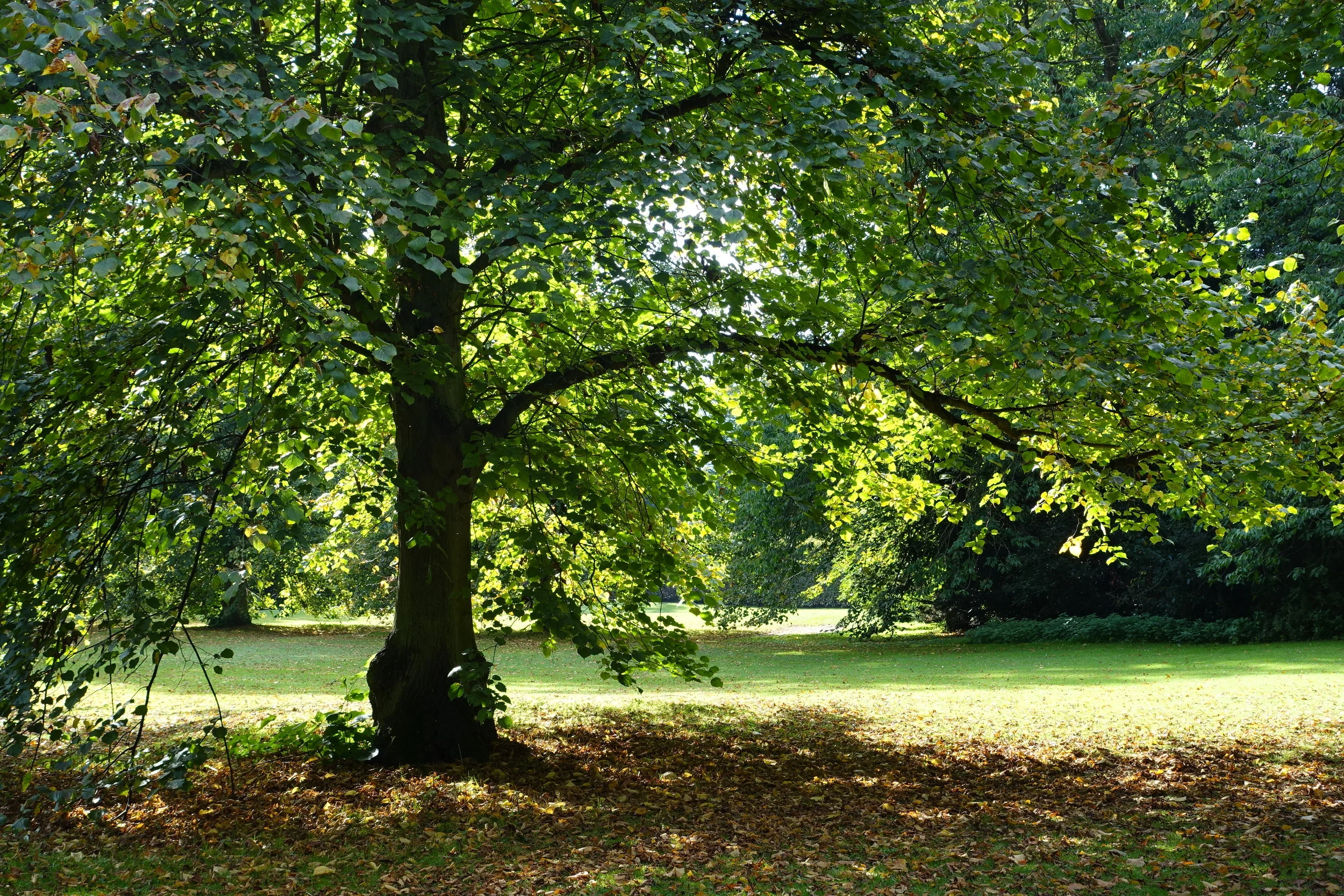 Tree in a UK park