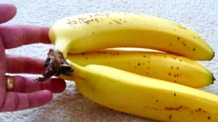 Bananas on the kitchen bench