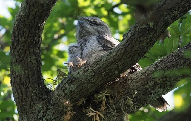 Tawny Frogmouths