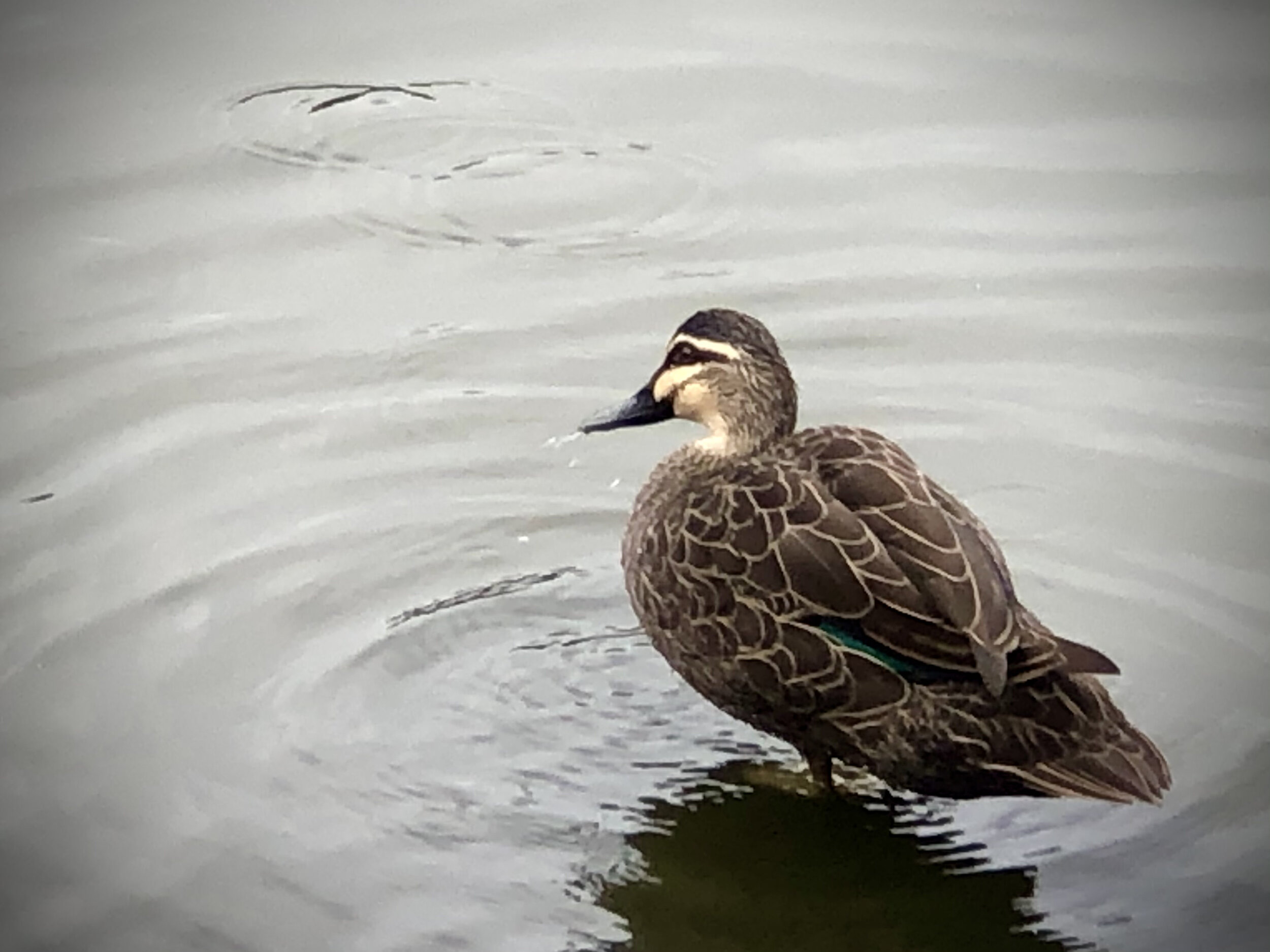 If it looks like a duck...