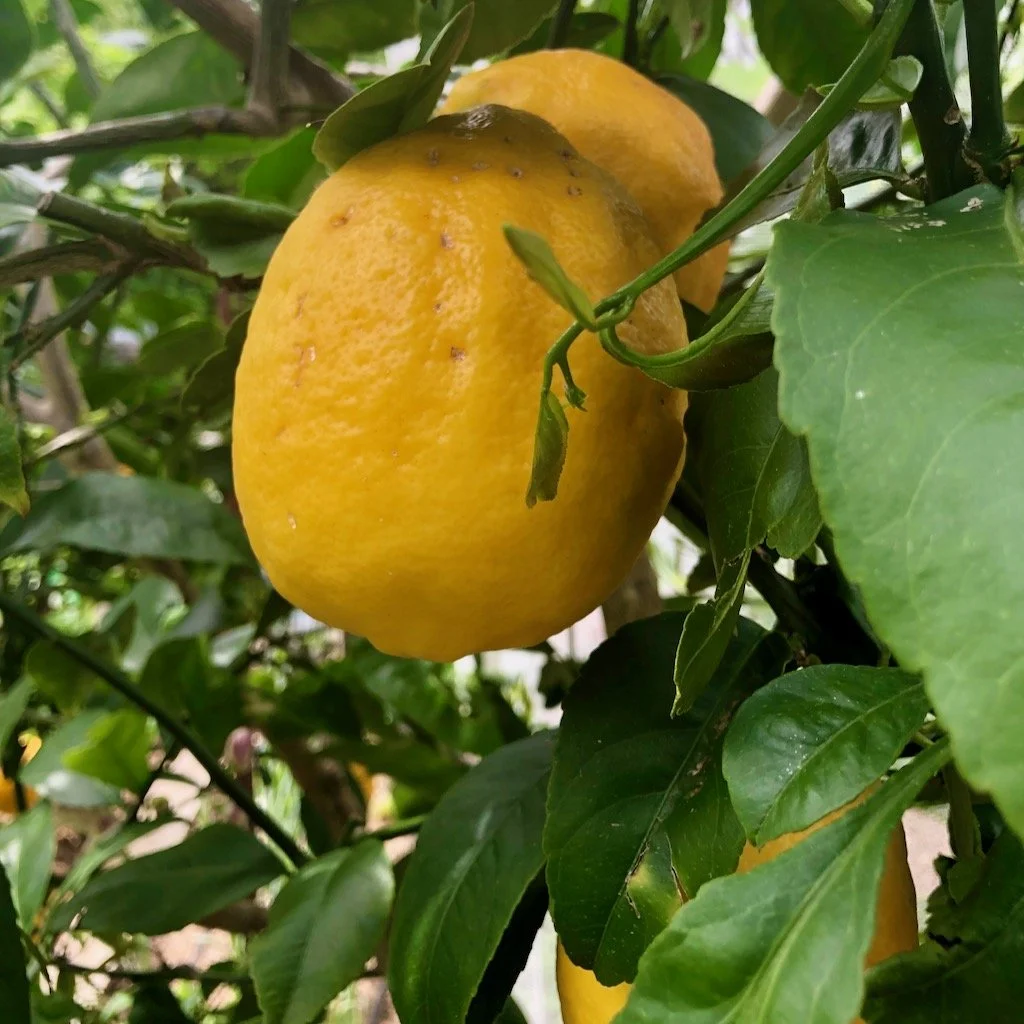 When life gives you lemons