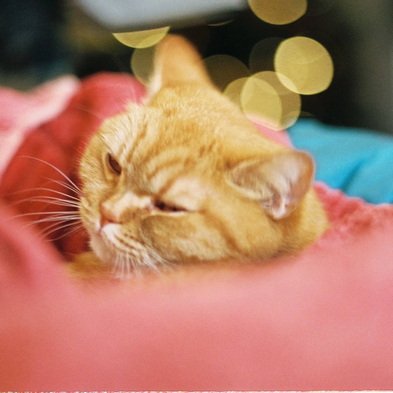 Contentment