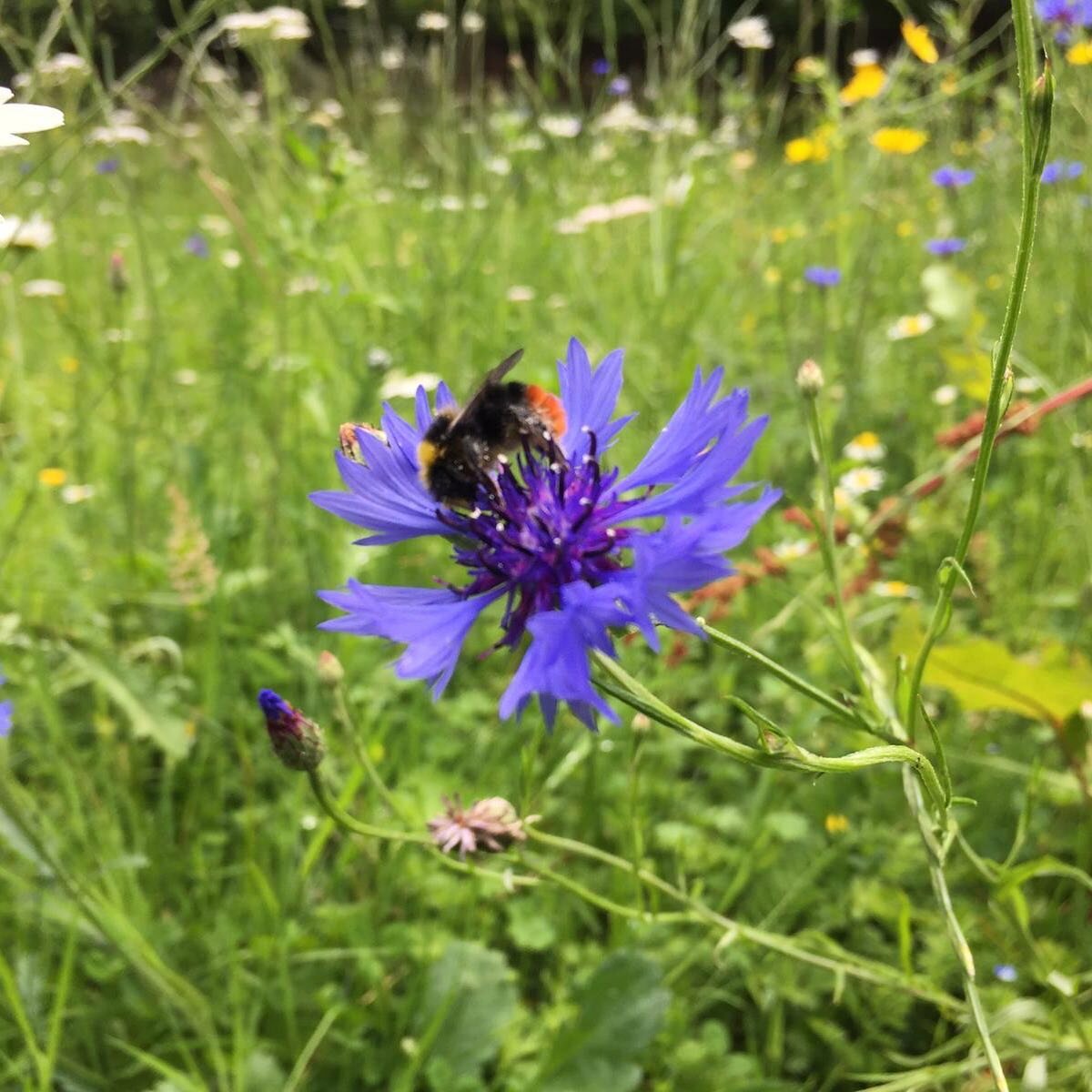 A bumbling bee enjoying the new wildflower patch in our garden last week. 🐝

#deanscourt #wimborne #wimborneminster #dorset #dorsetnature #swisbest #nature #biodiversity #insect #insectsofinstagram #insectlovers #countryside #naturephotography #butt