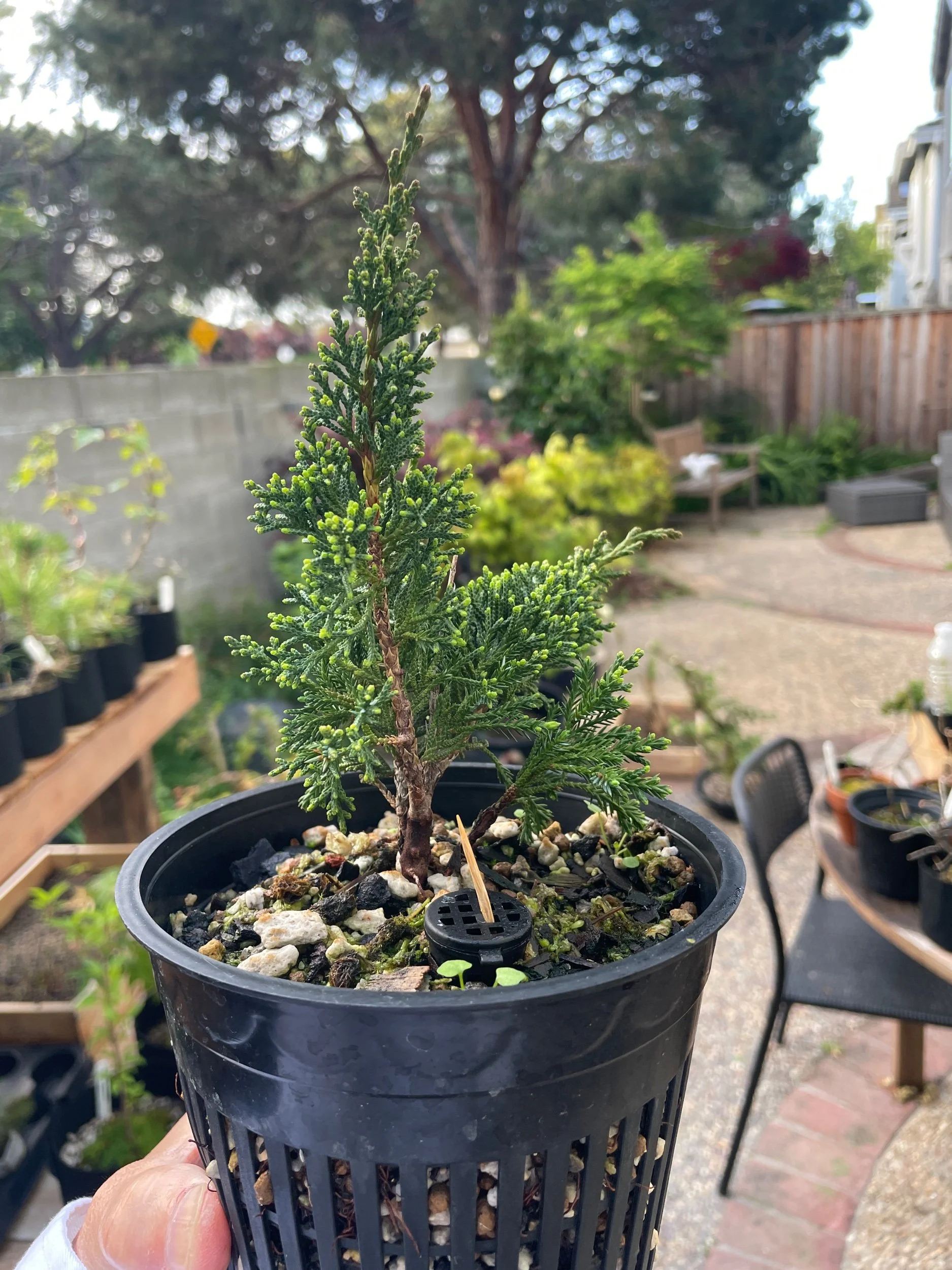  Aerated potting Mar 2023