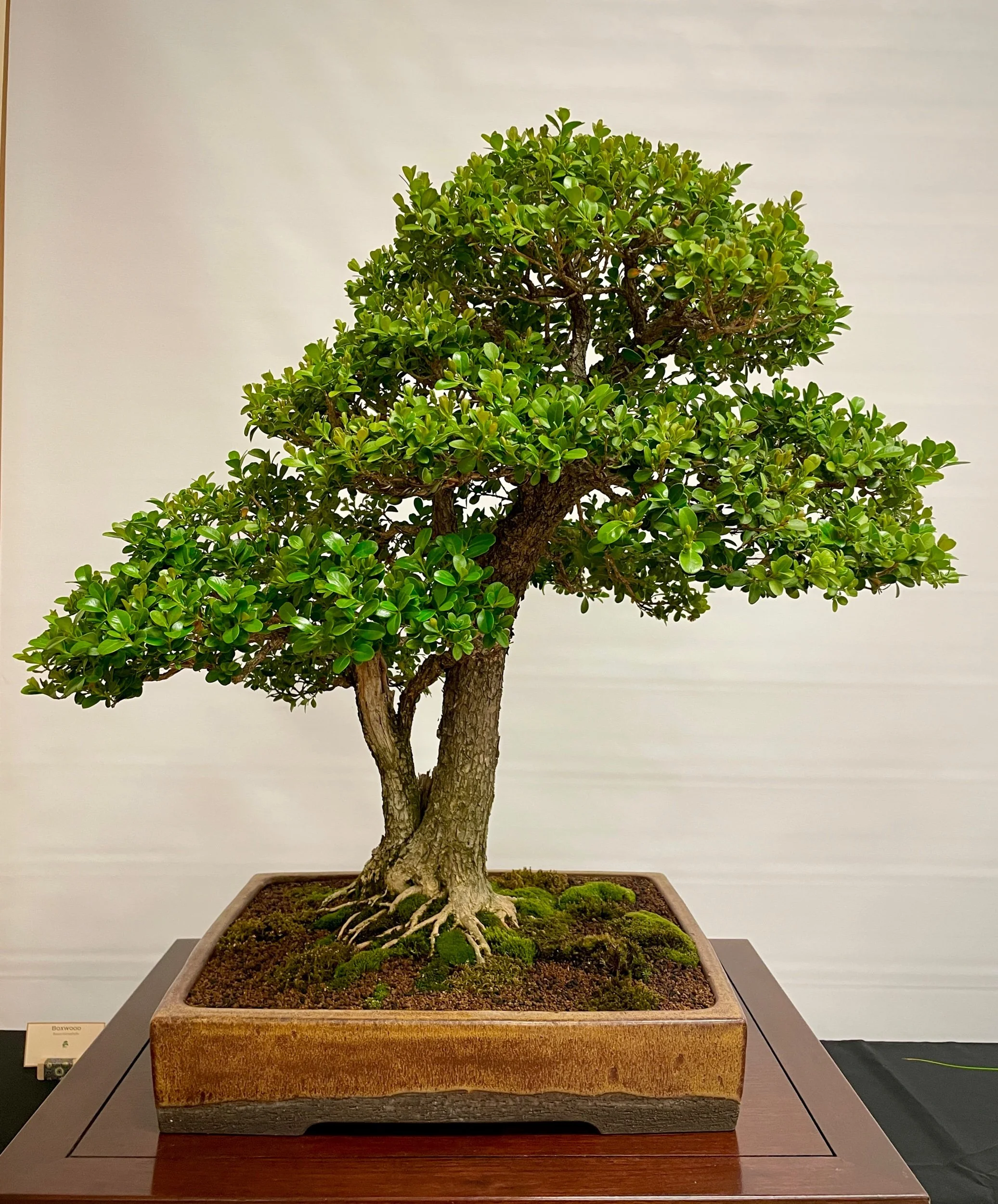 Boxwood
