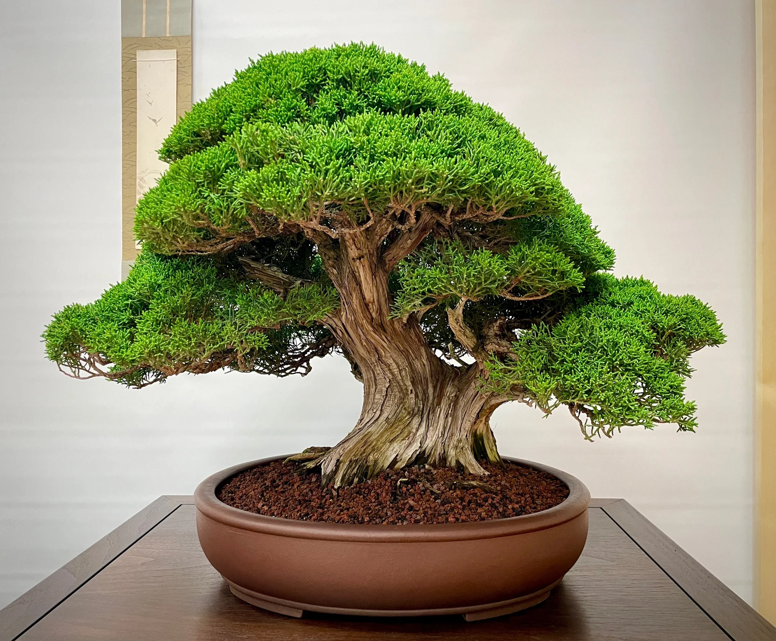 Kishu Juniper
