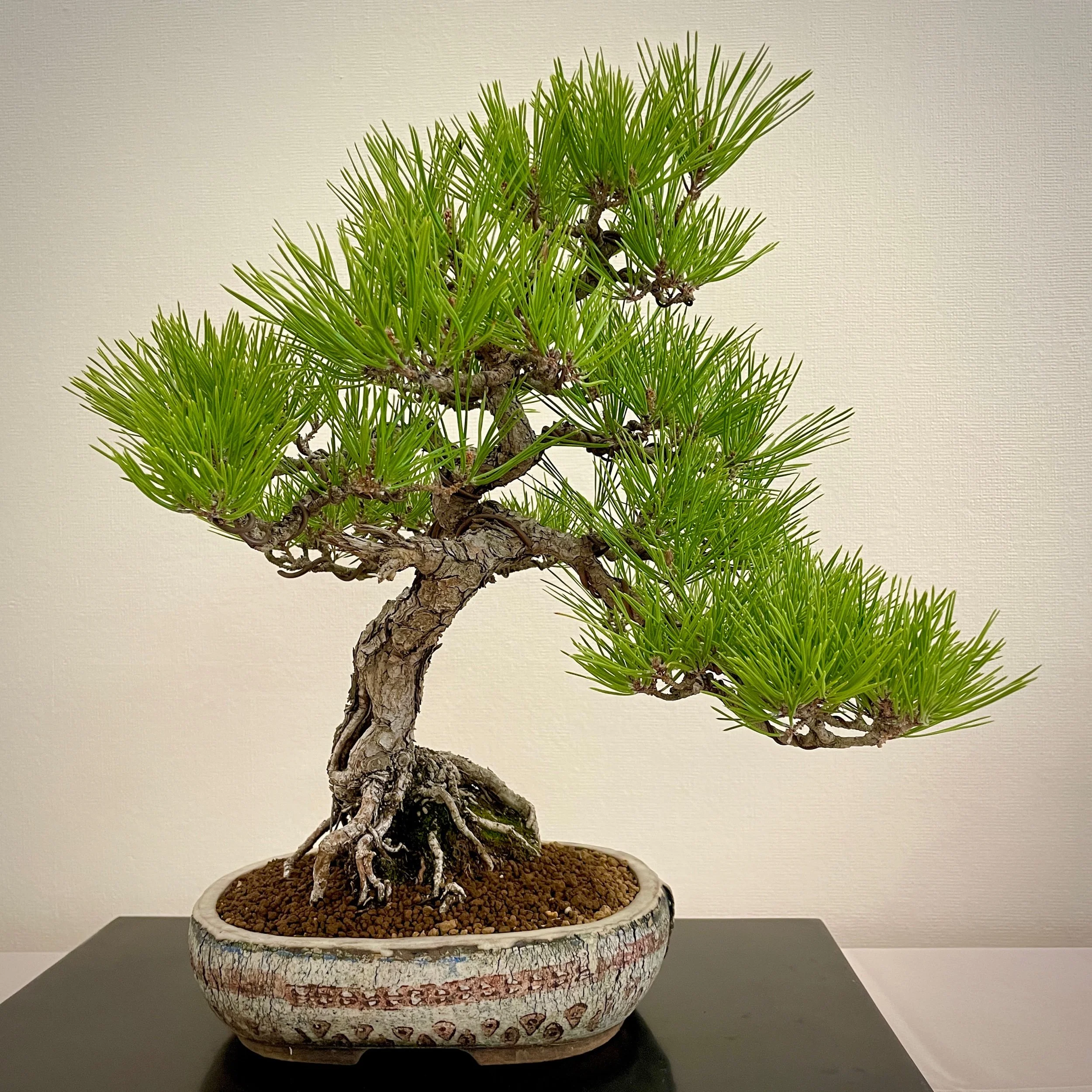 Japanese Black Pine