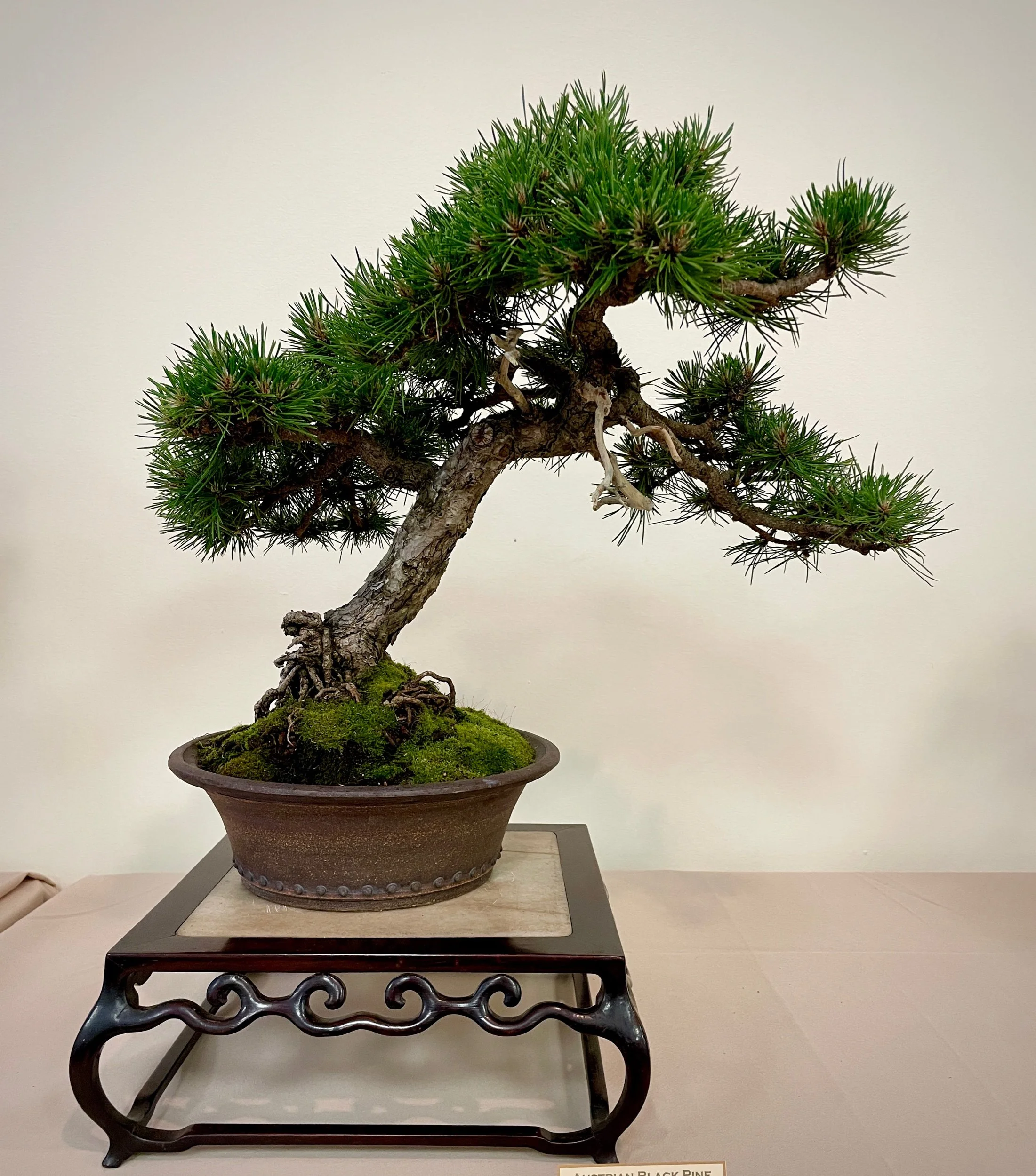 Austrian Black Pine