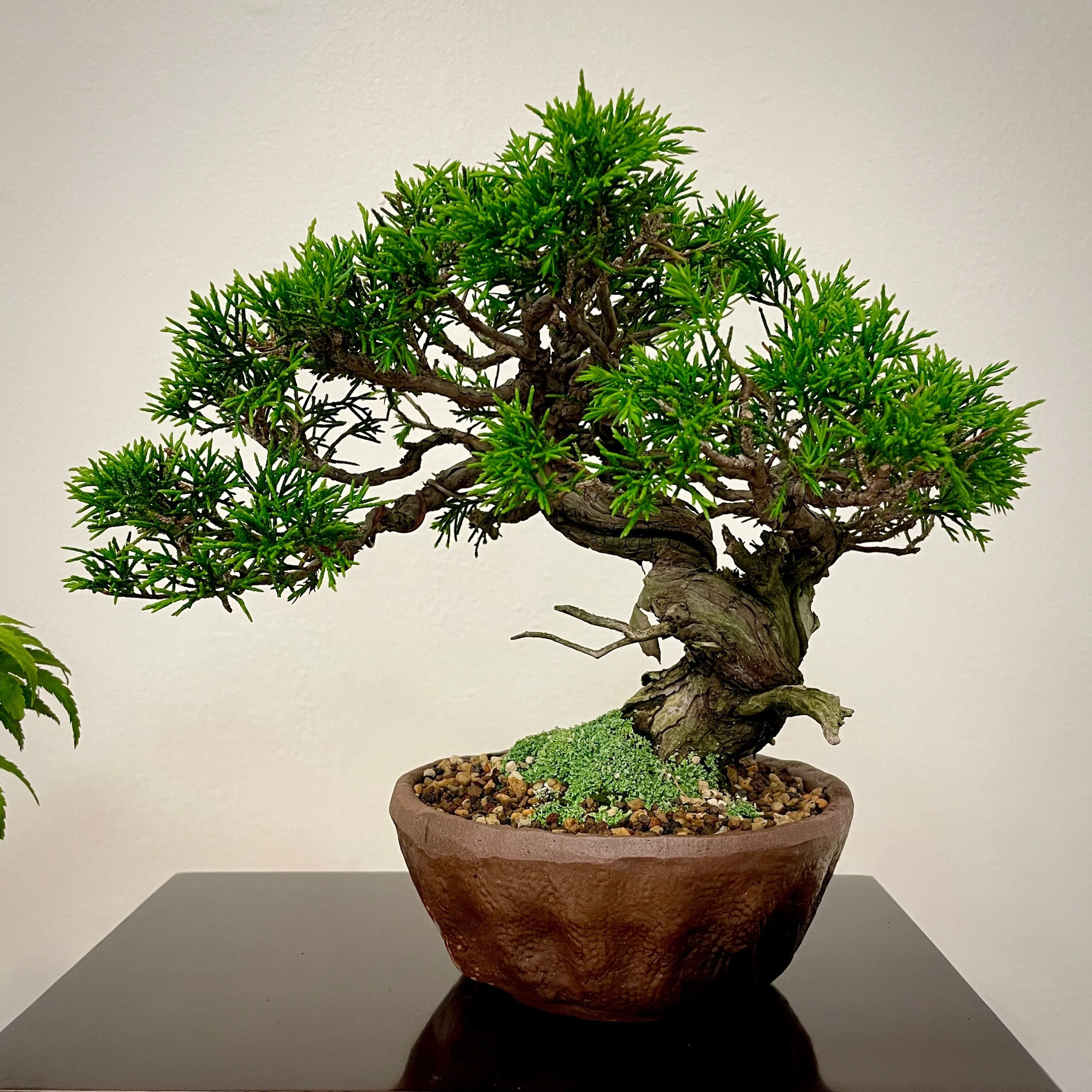 Itoigawa Juniper