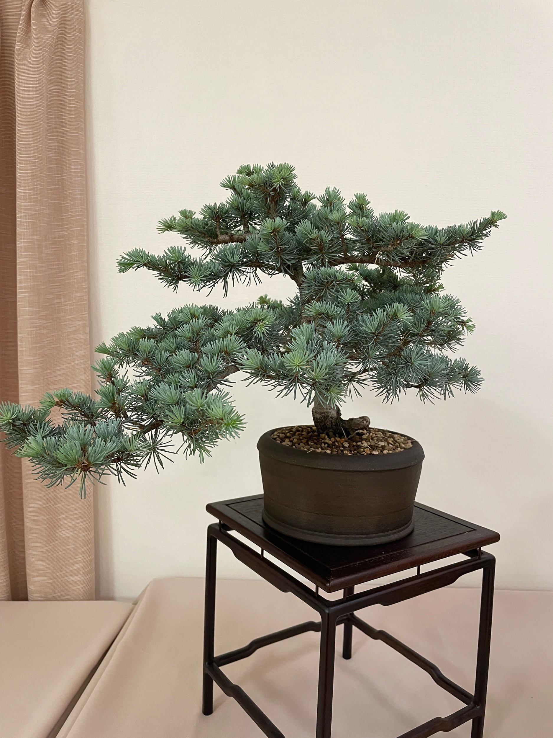 Blue Atlas Cedar