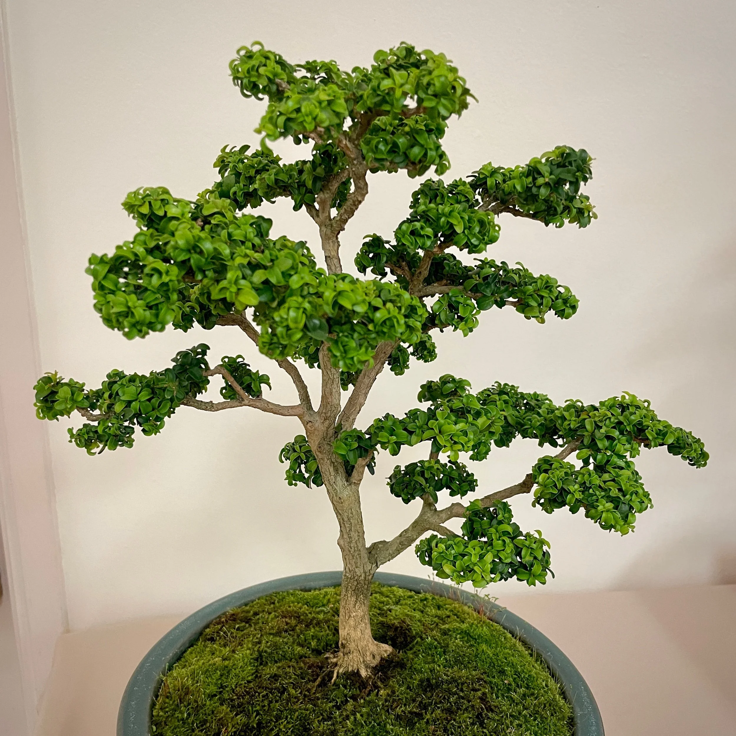 Kingsville Boxwood