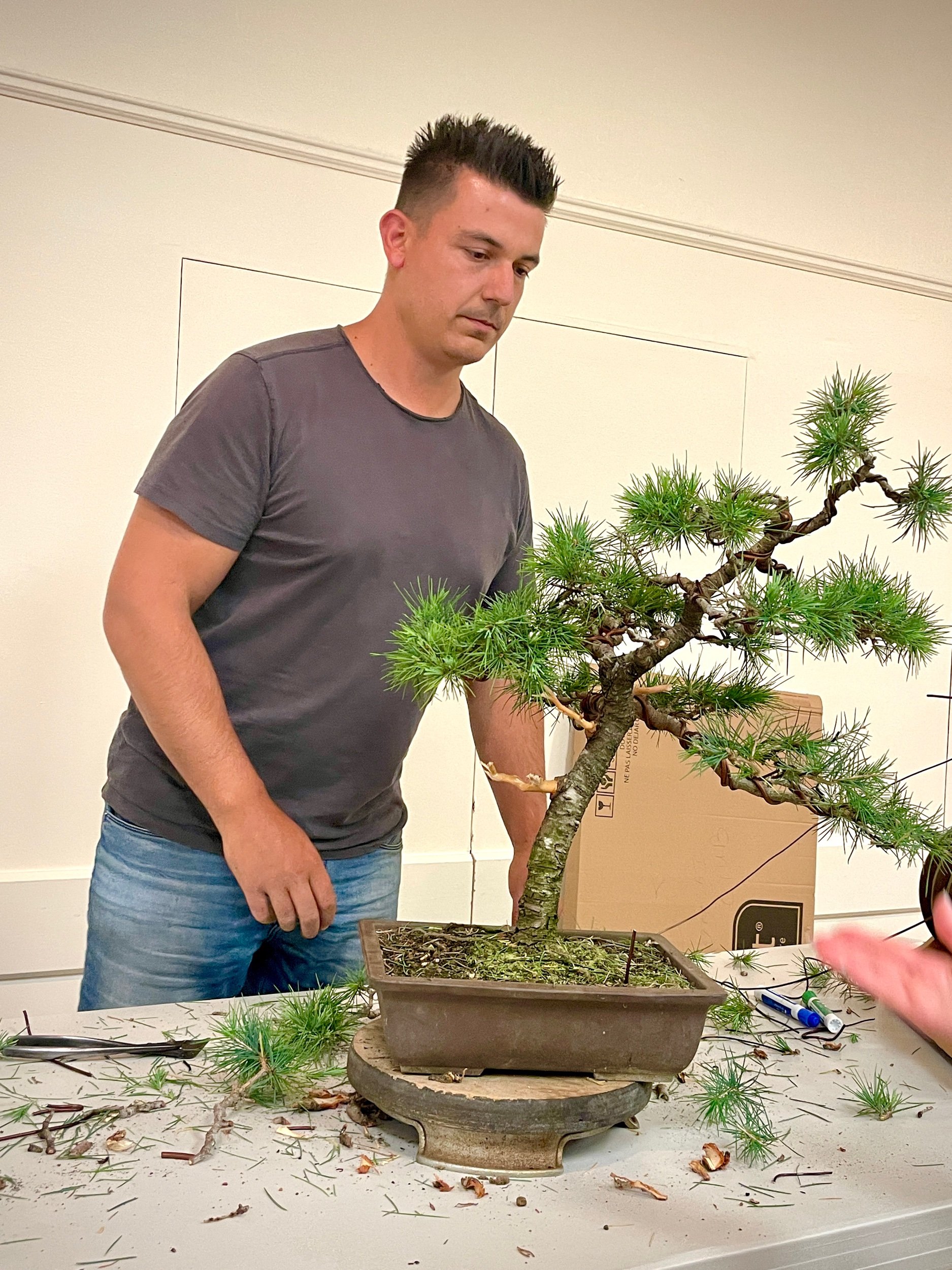 Deodor Cedar styling