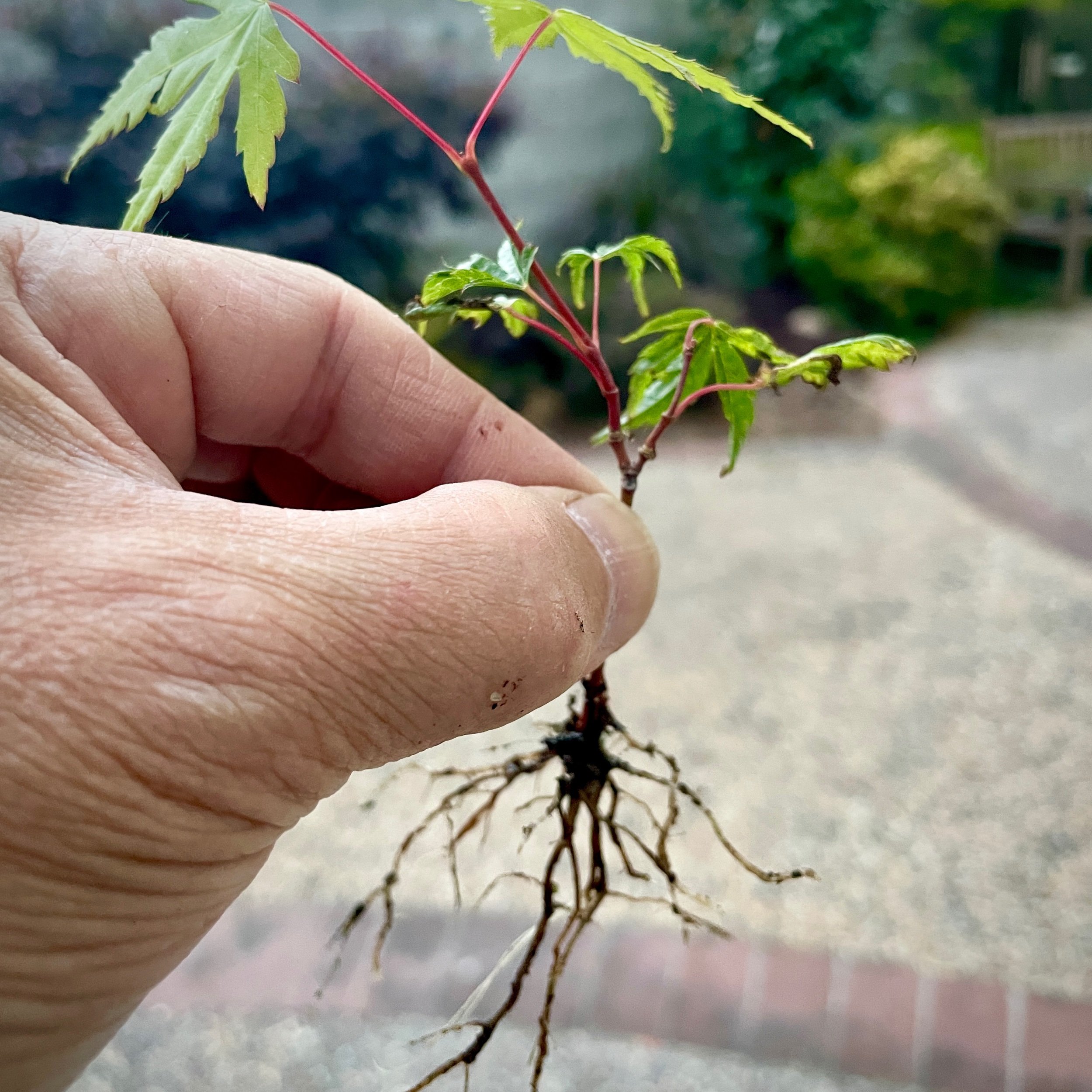 Removed tap root & returned to gravel