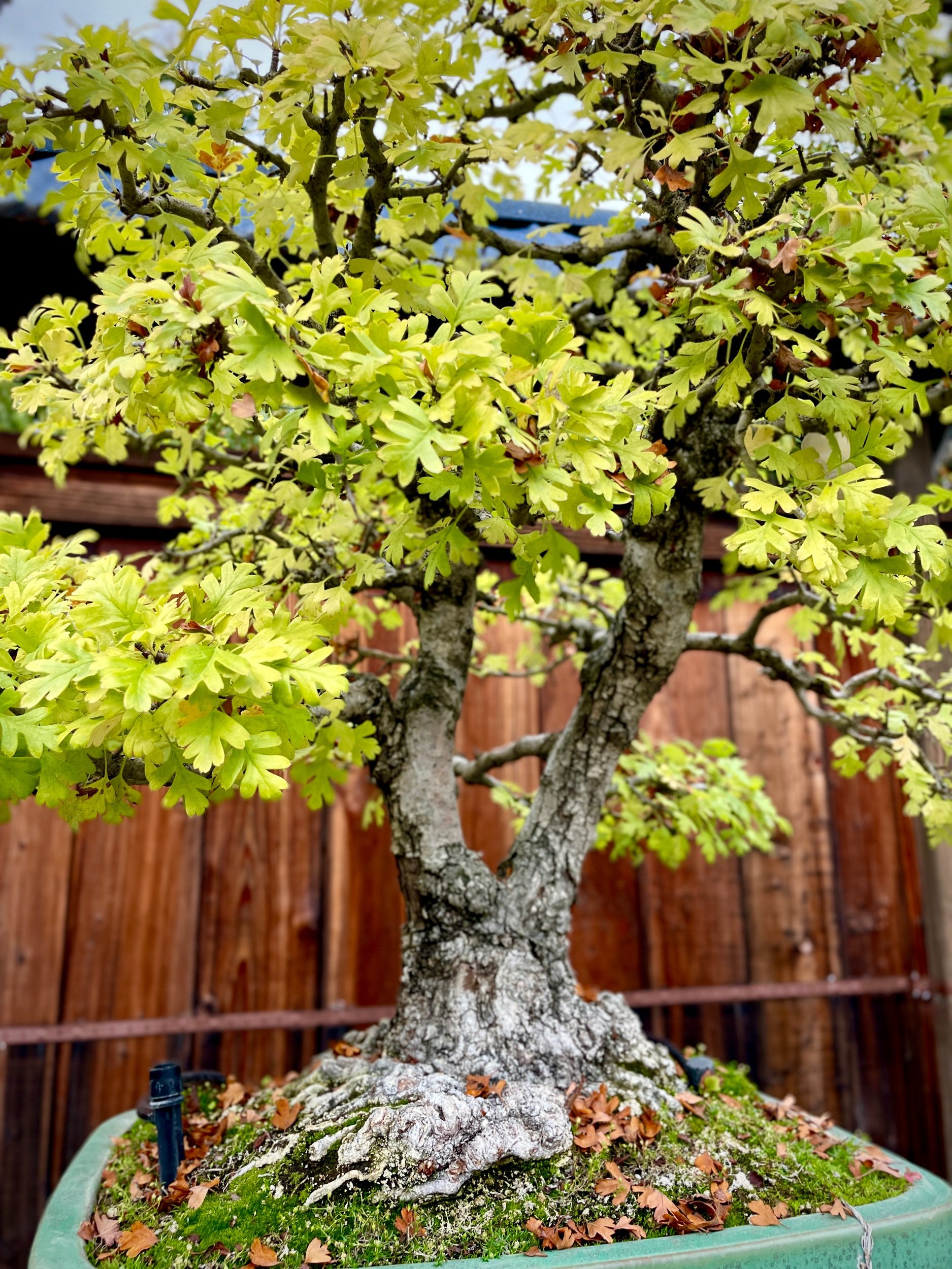 Hawthorn