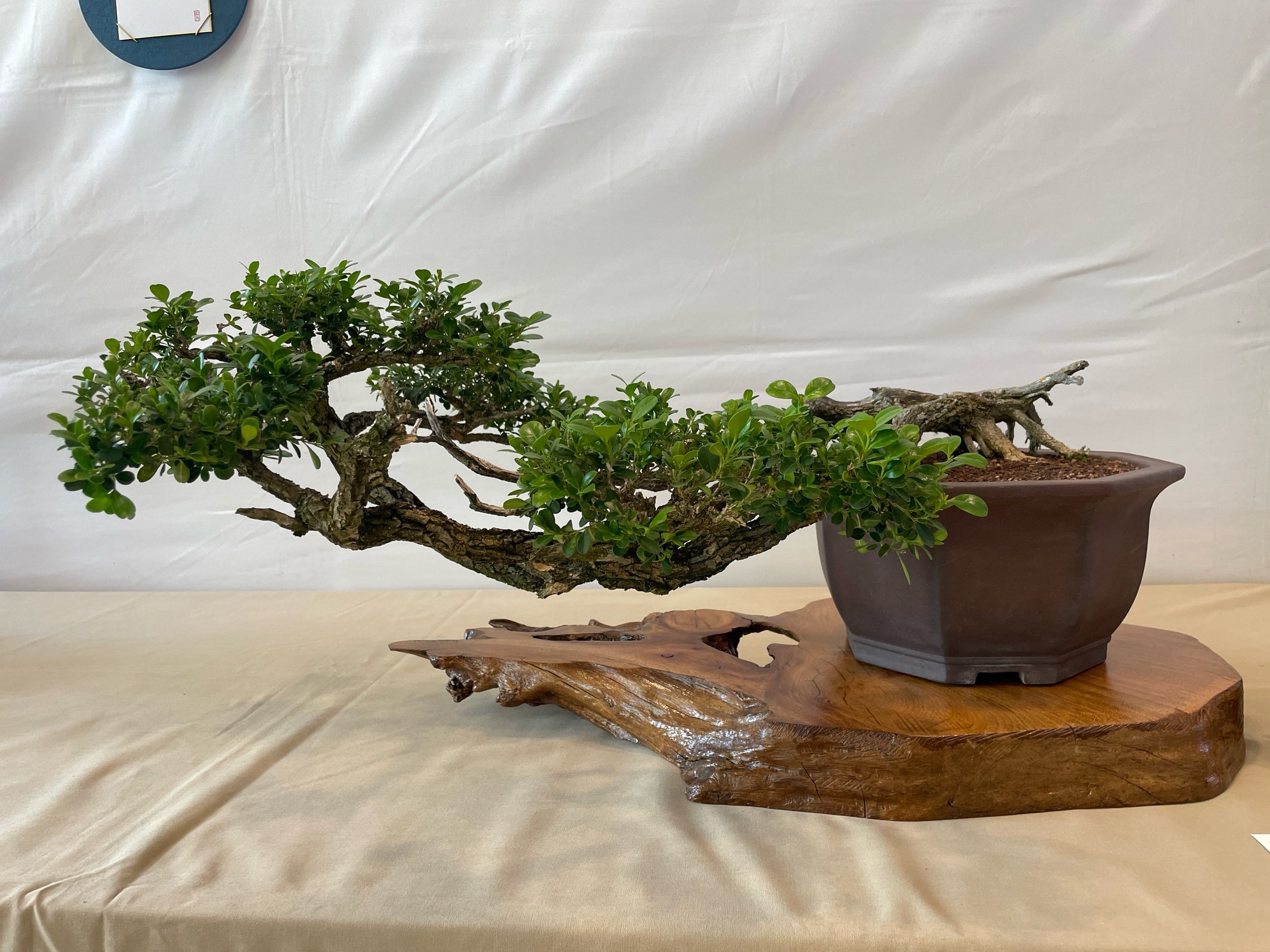 Kusamura Club Show 2023: Boxwood