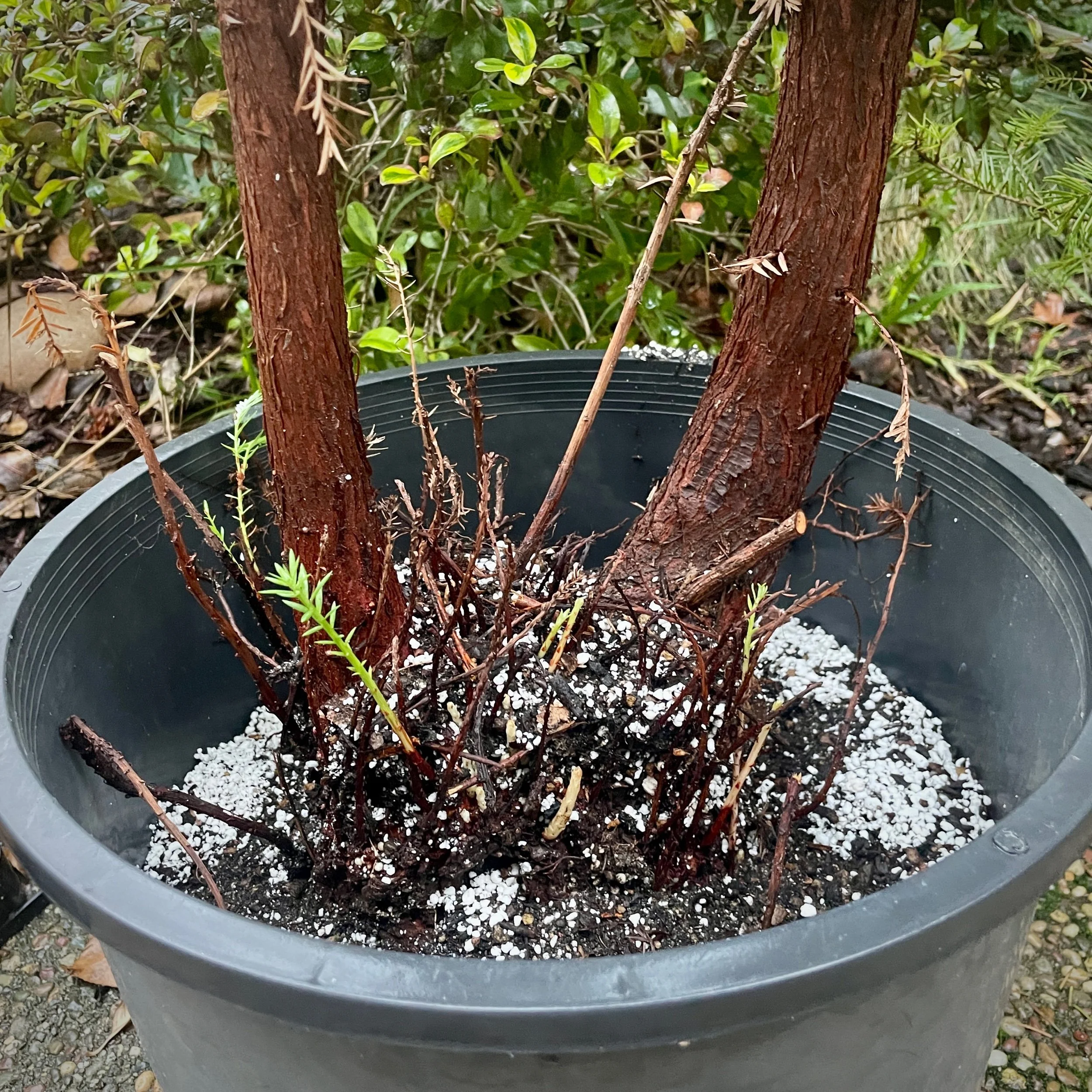 Dec 2023 As collected